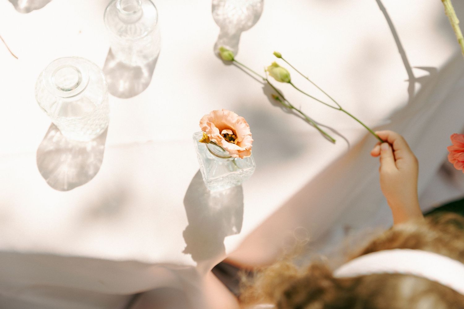 A delicate peach-colored flower in a glass vase casting soft shadows in natural sunlight.