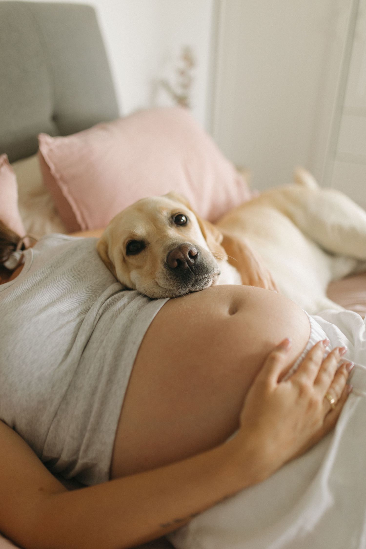 A pregnant woman resting on a bed with a golden Labrador dog resting its head on her bare baby bump.
