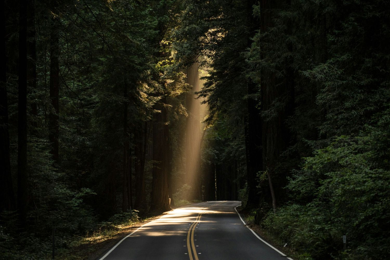Sunlight rays pierce through tall green trees onto a winding forest road with yellow center lines.