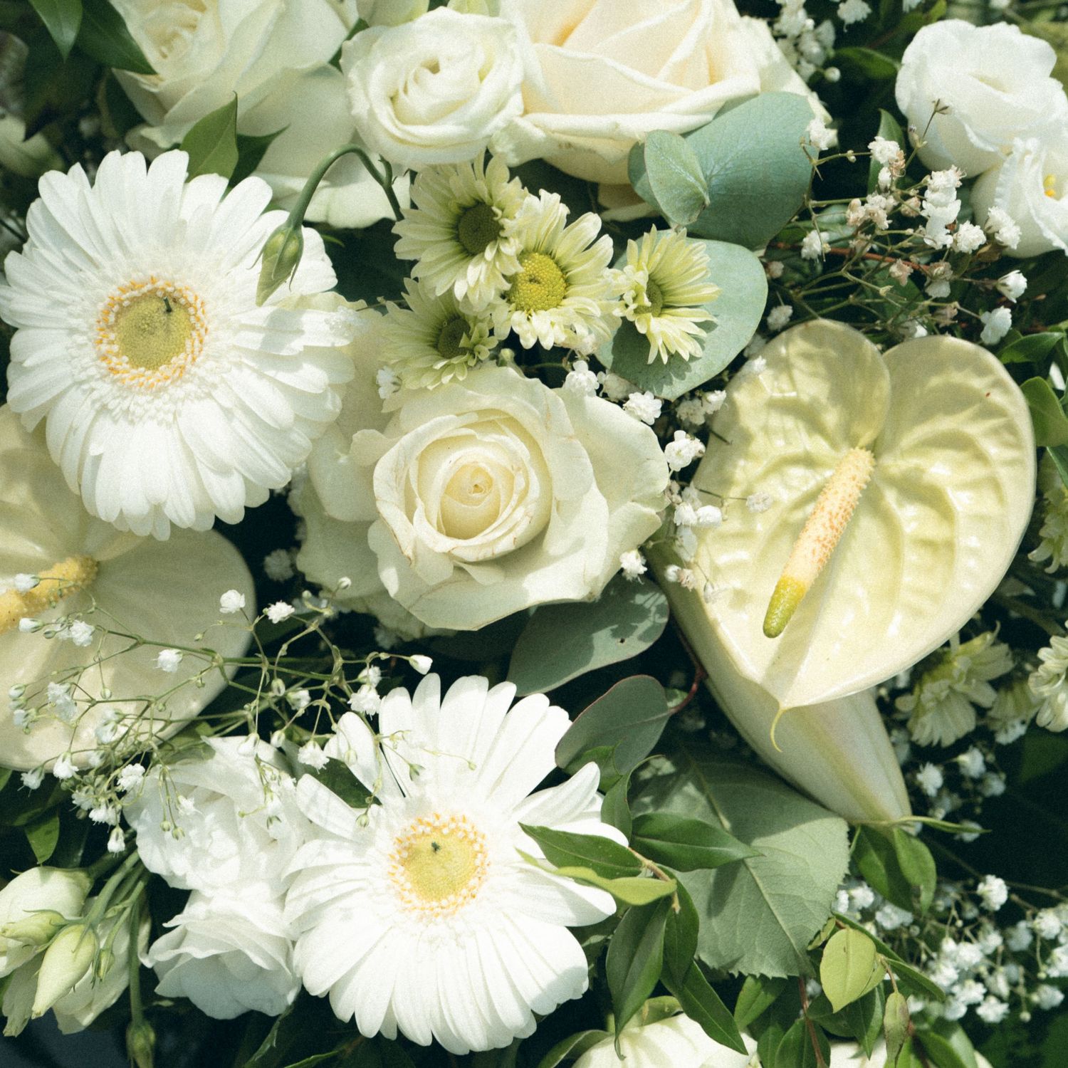 A lush white floral arrangement featuring roses, gerbera daisies, anthurium lilies and baby's breath with green foliage.