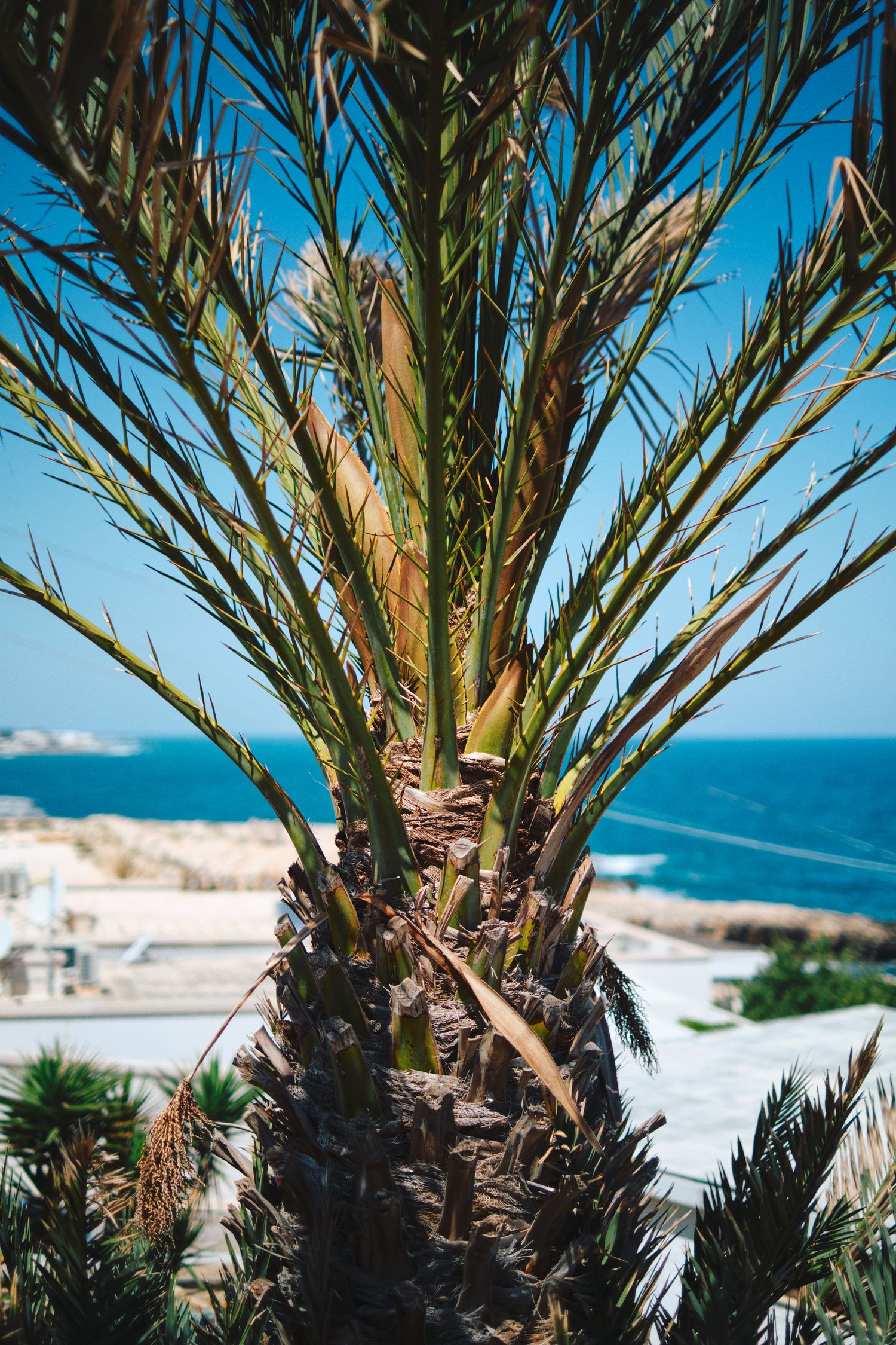 Close-up of palm tree fronds against bright blue sky with ocean in background.