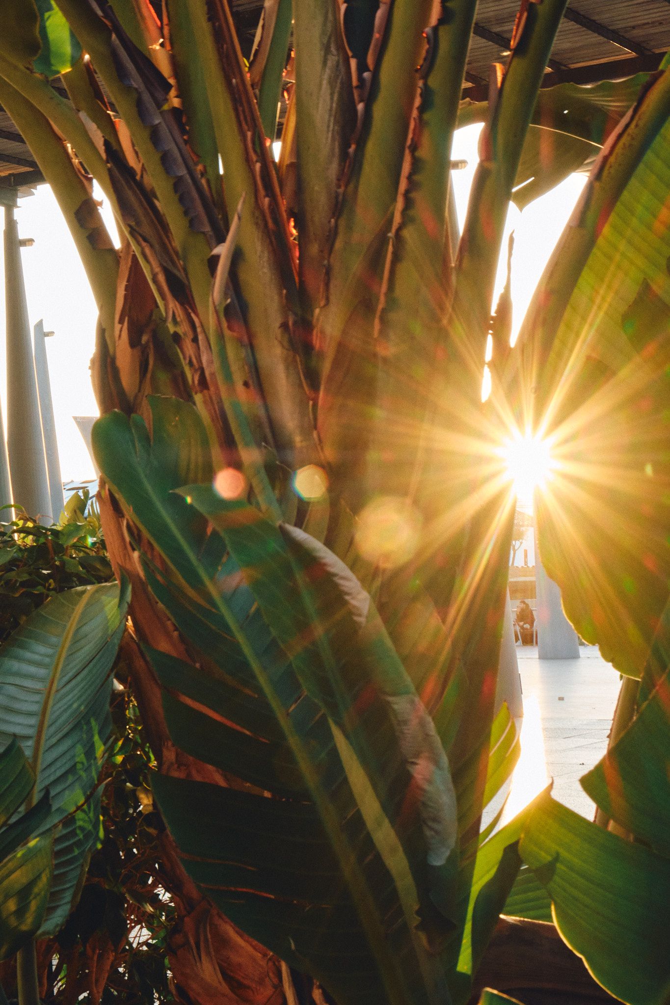 Sunlight bursting through tropical banana plant leaves, creating golden star flare effect in lush green garden setting.