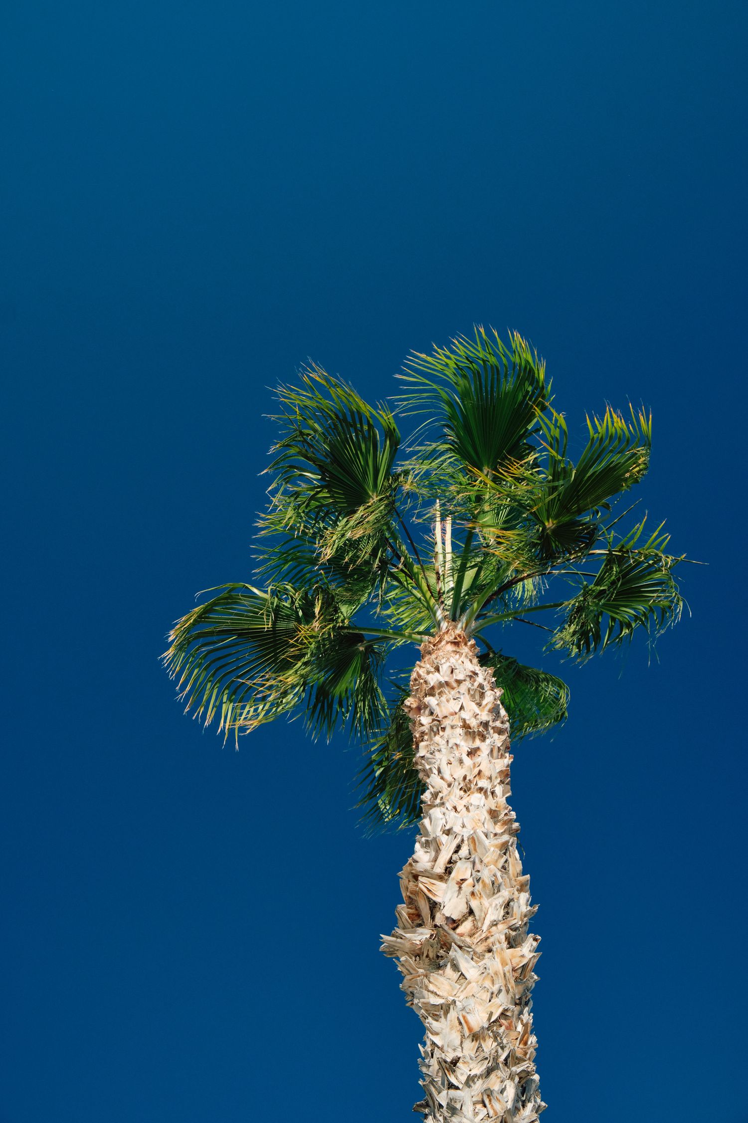 Palm tree with green fronds against deep blue sky.