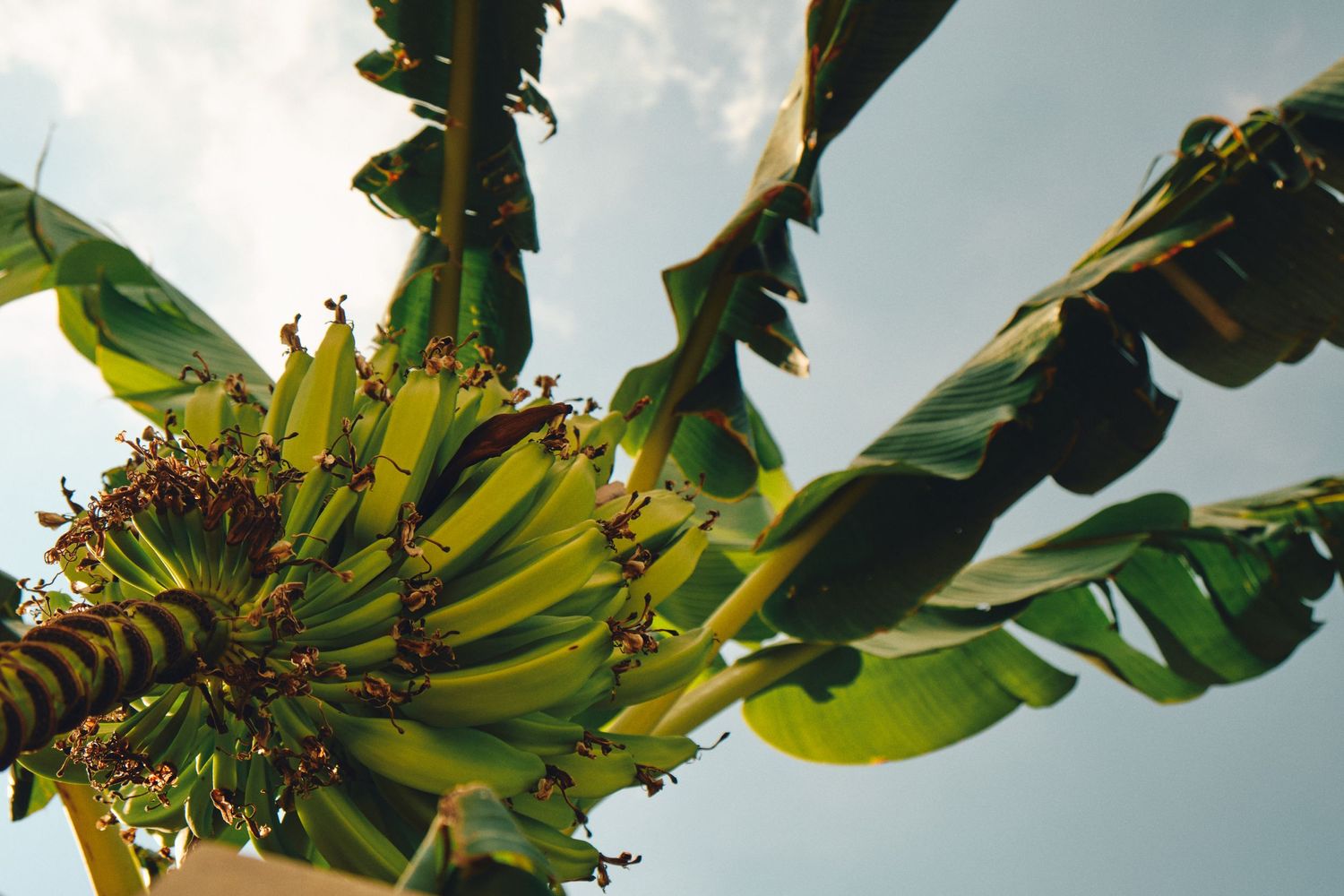 Green banana bunch growing on tree against bright sky.