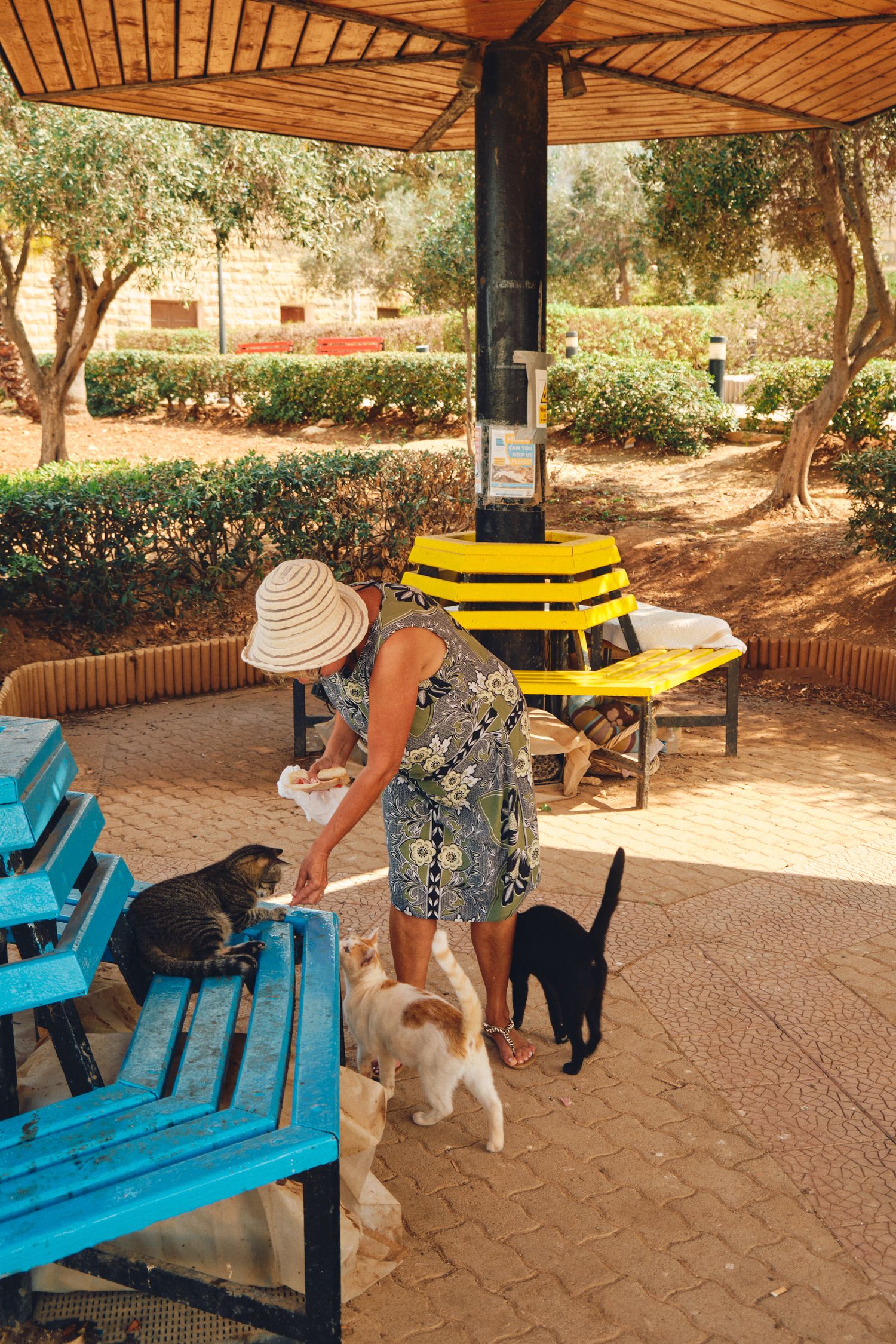 Colorful benches in a Mediterranean garden with olive trees and cats being fed. Called cat park.