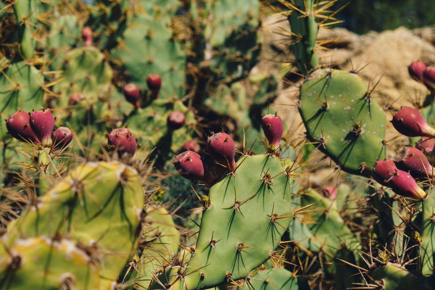 Close-up of prickly pear cactus with ripe purple fruits growing in sunlight.