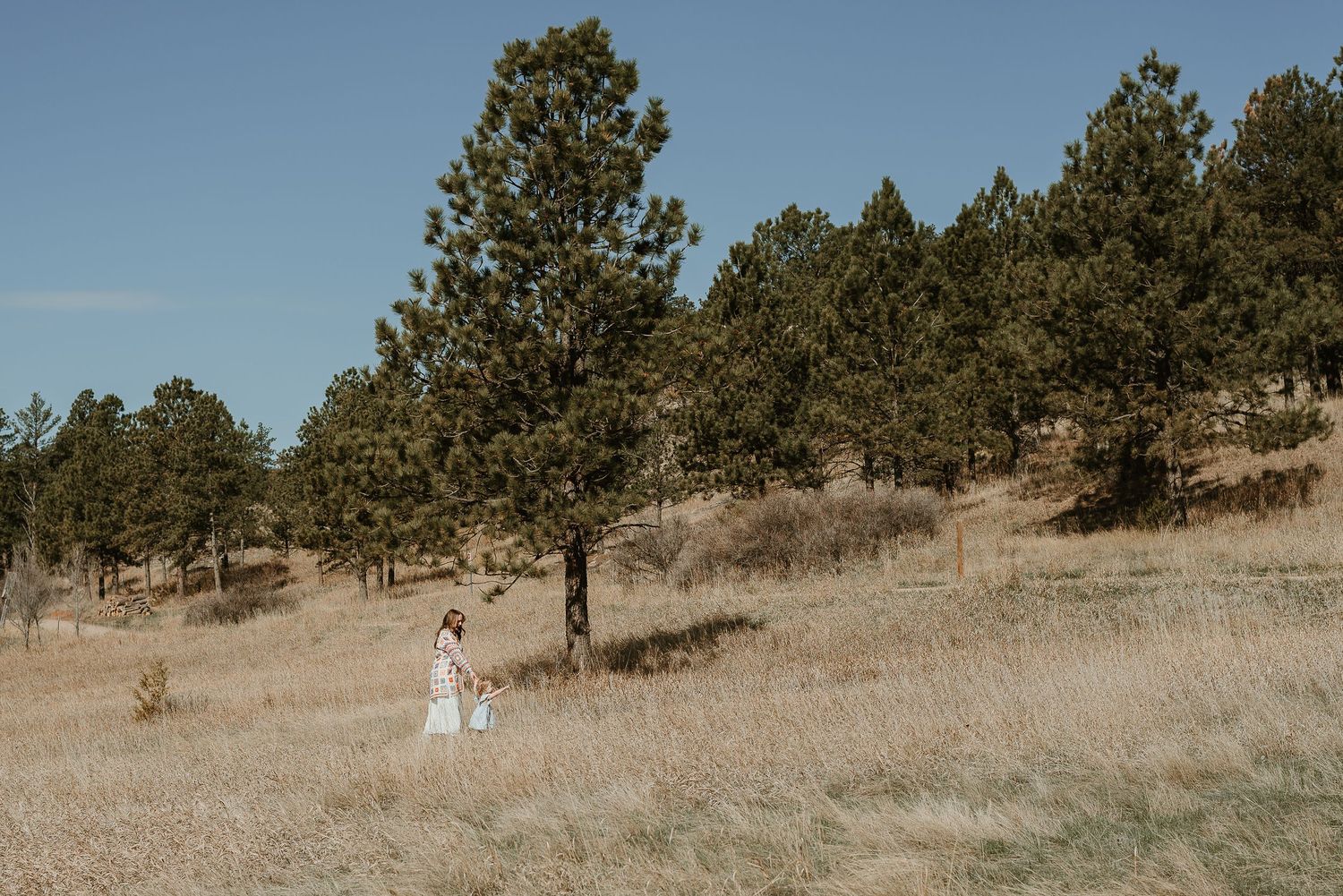Pine trees dot a hillside landscape under a bright blue sky.