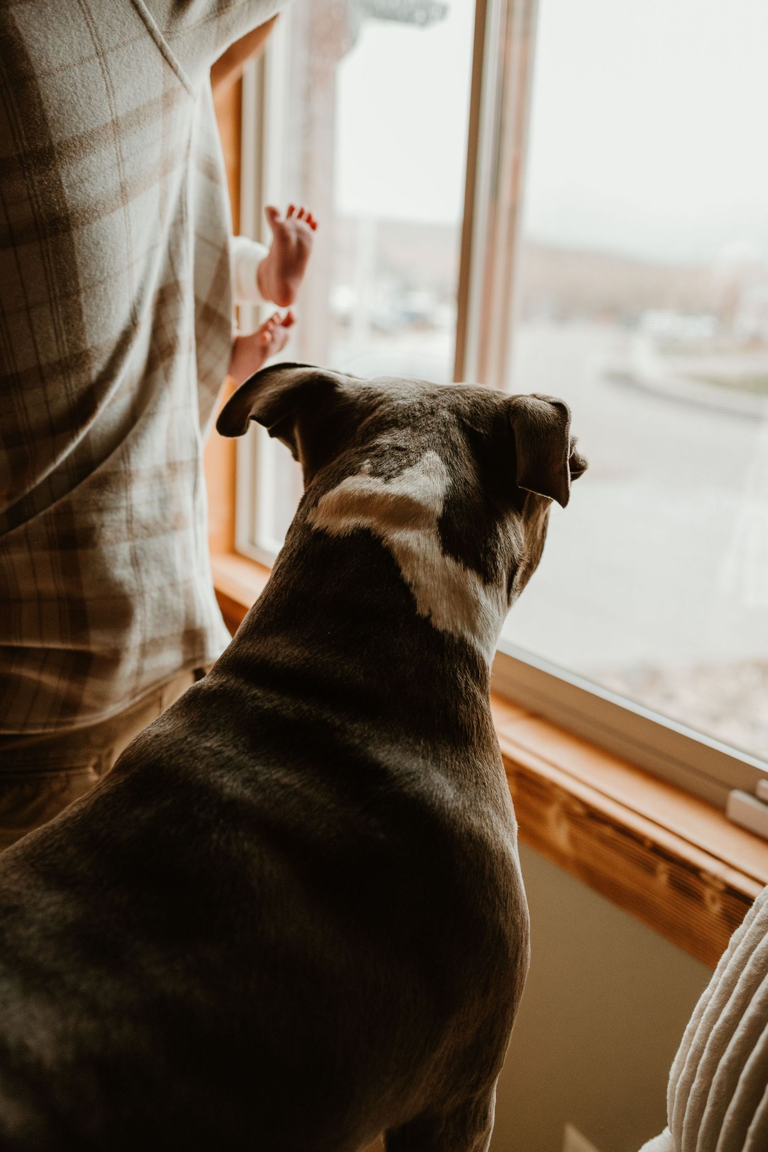 A black pug dog looks longingly out of a window in a sequence of similar shots showing its profile view.
