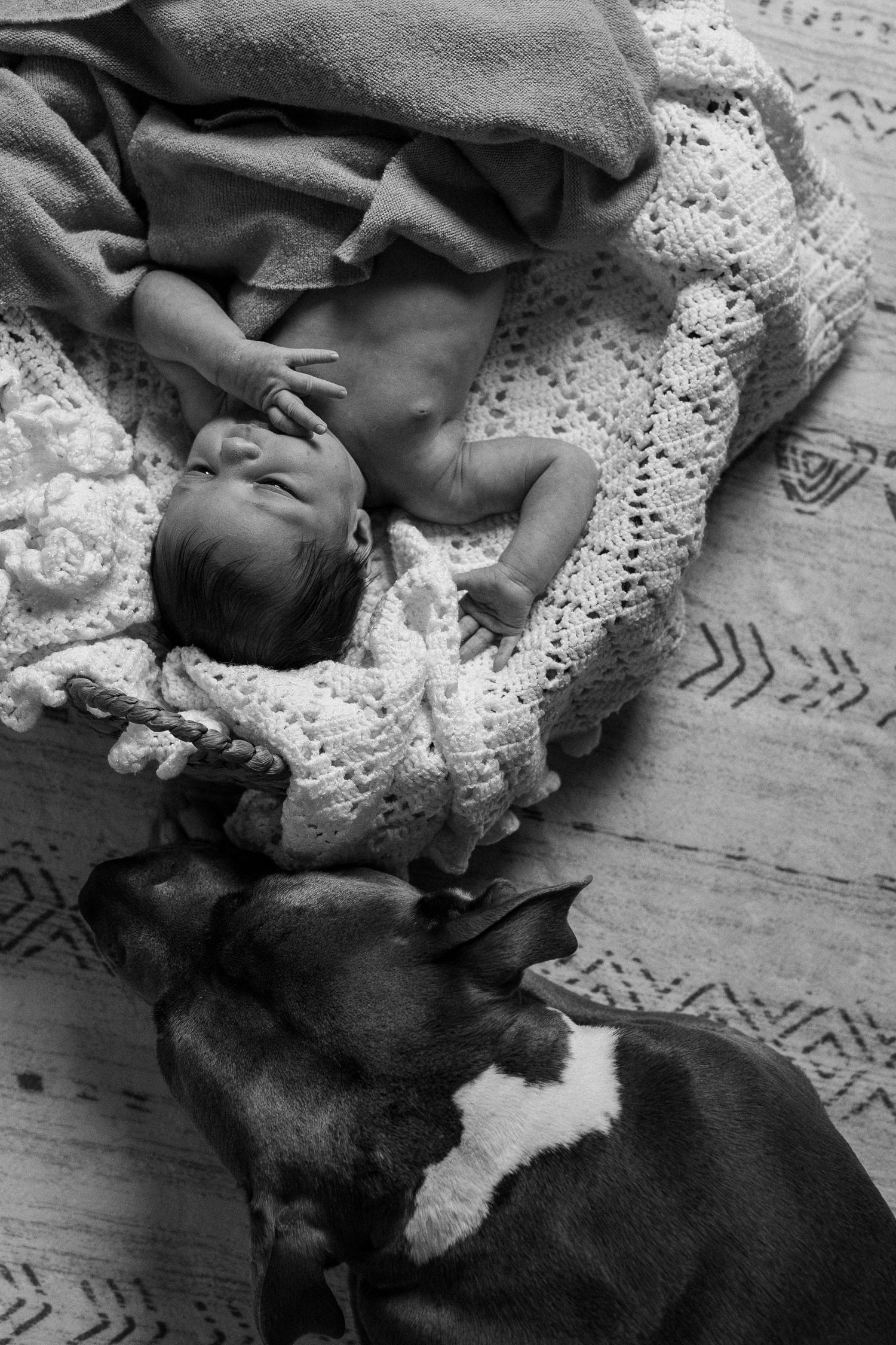 Black and white photo series showing a dog snuggling with a lace doily on a wooden floor.