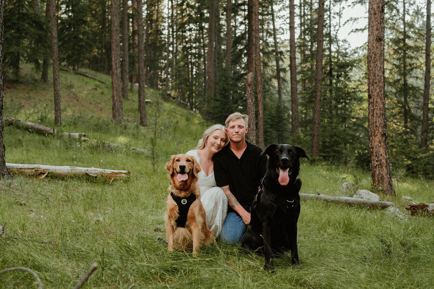 Wedding couple embracing in pine forest with dogs watching in background.