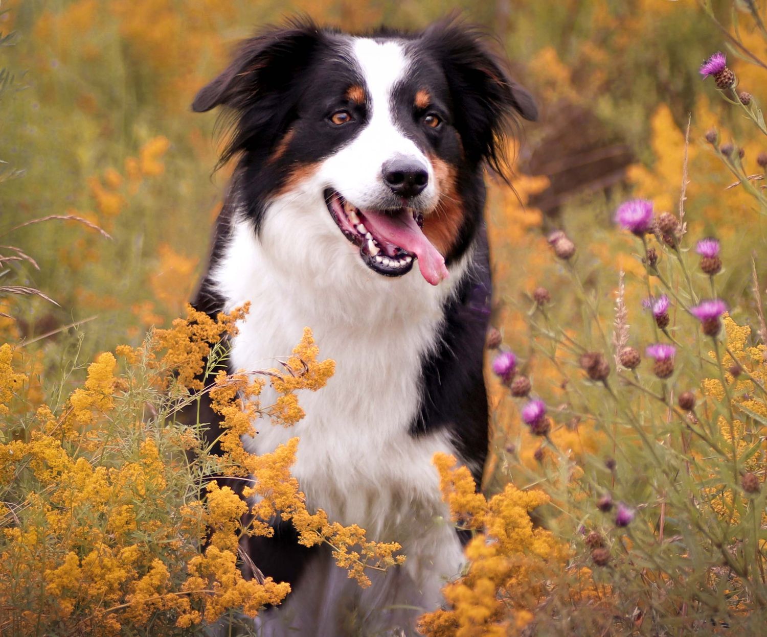 Natürliche Hundefotografie in der Blumenwiese – Hund porträtiert in der Region Hannover
