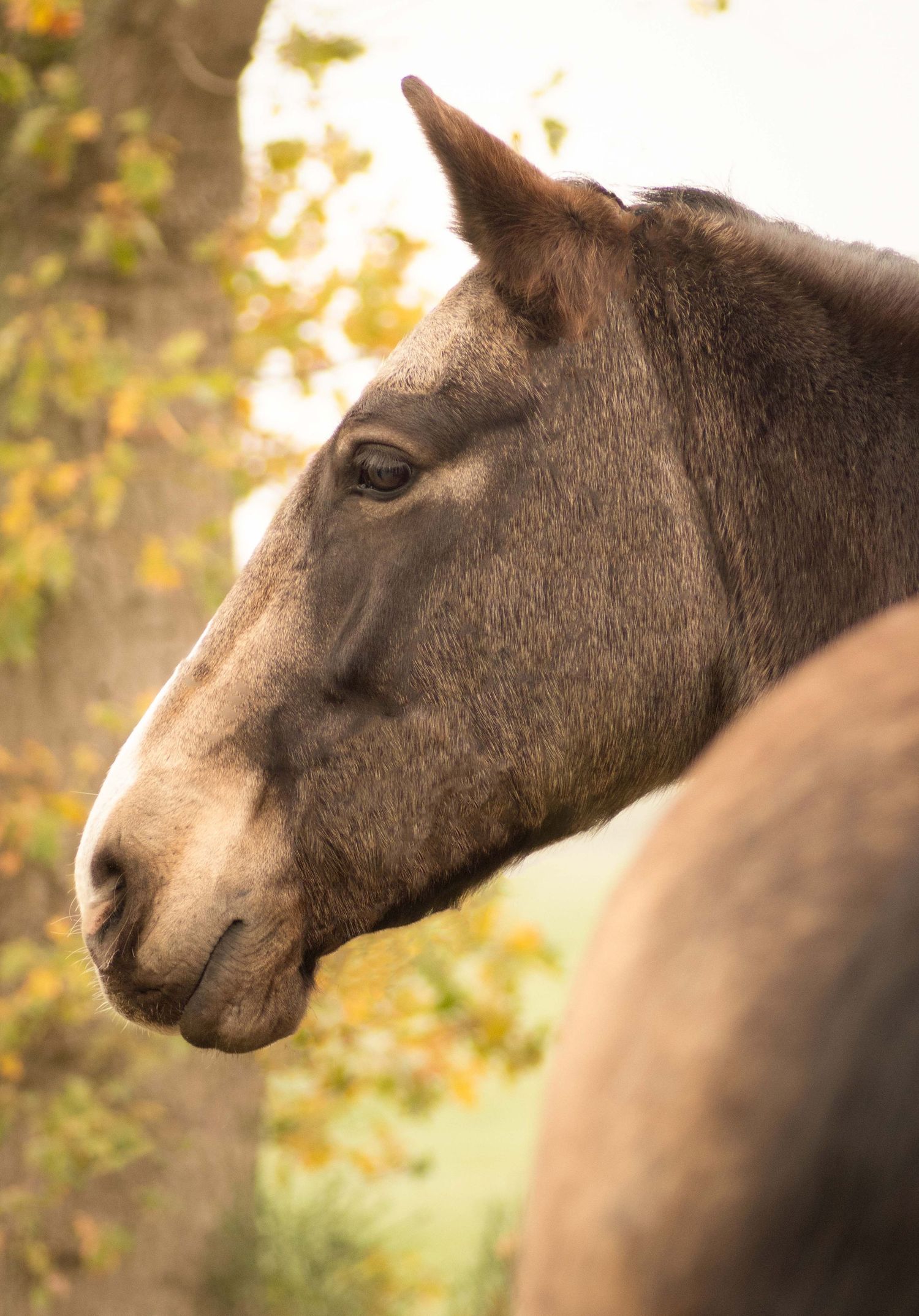 Natürliches Pferdeportrait im Freien vor herbstlichem Hintergrund – Tierfotografie in der Region Hannover