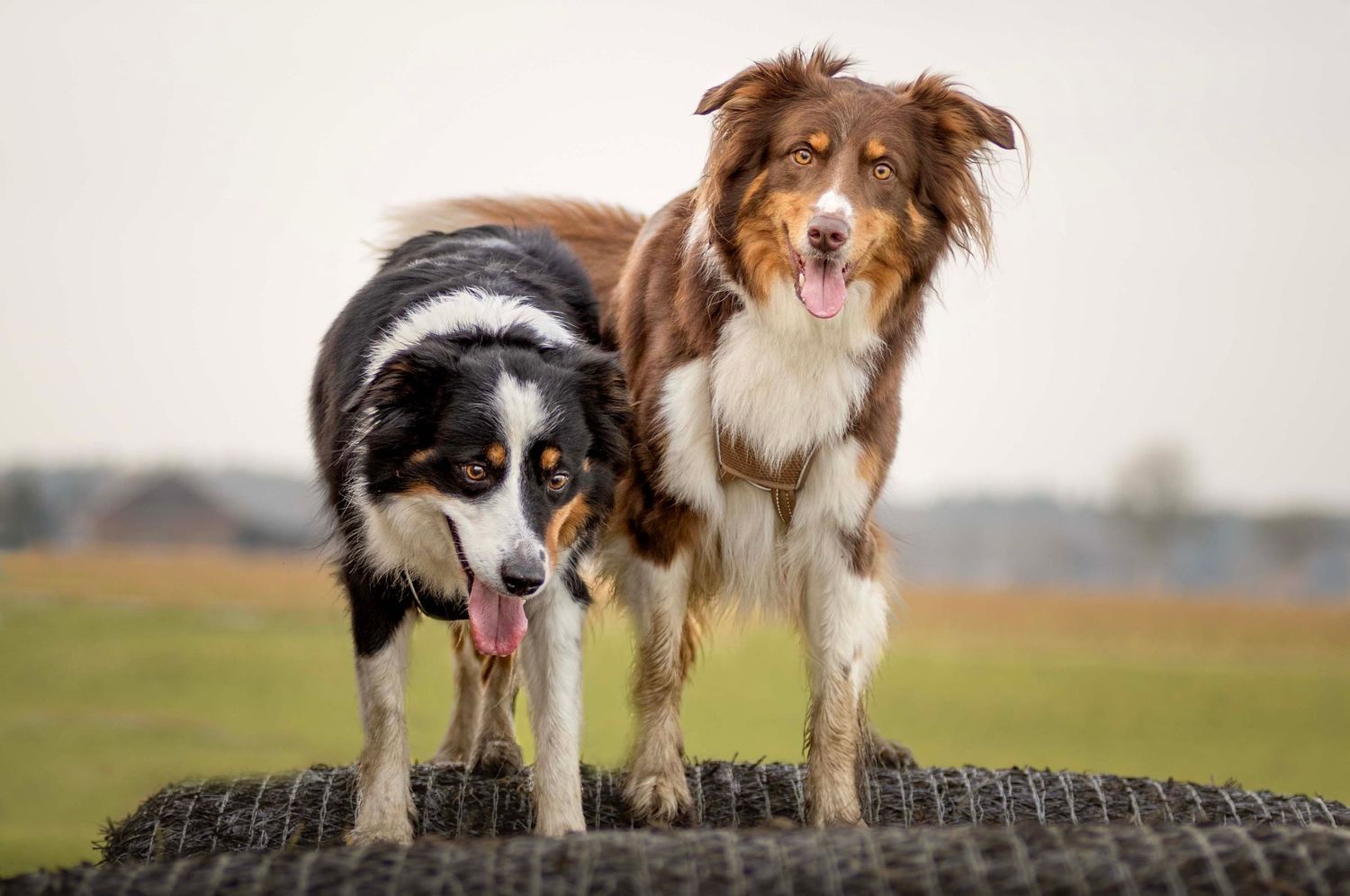 Emotionale Outdoor-Hundefotografie: Zwei Hunde gemeinsam portraitiert in natürlicher Umgebung.