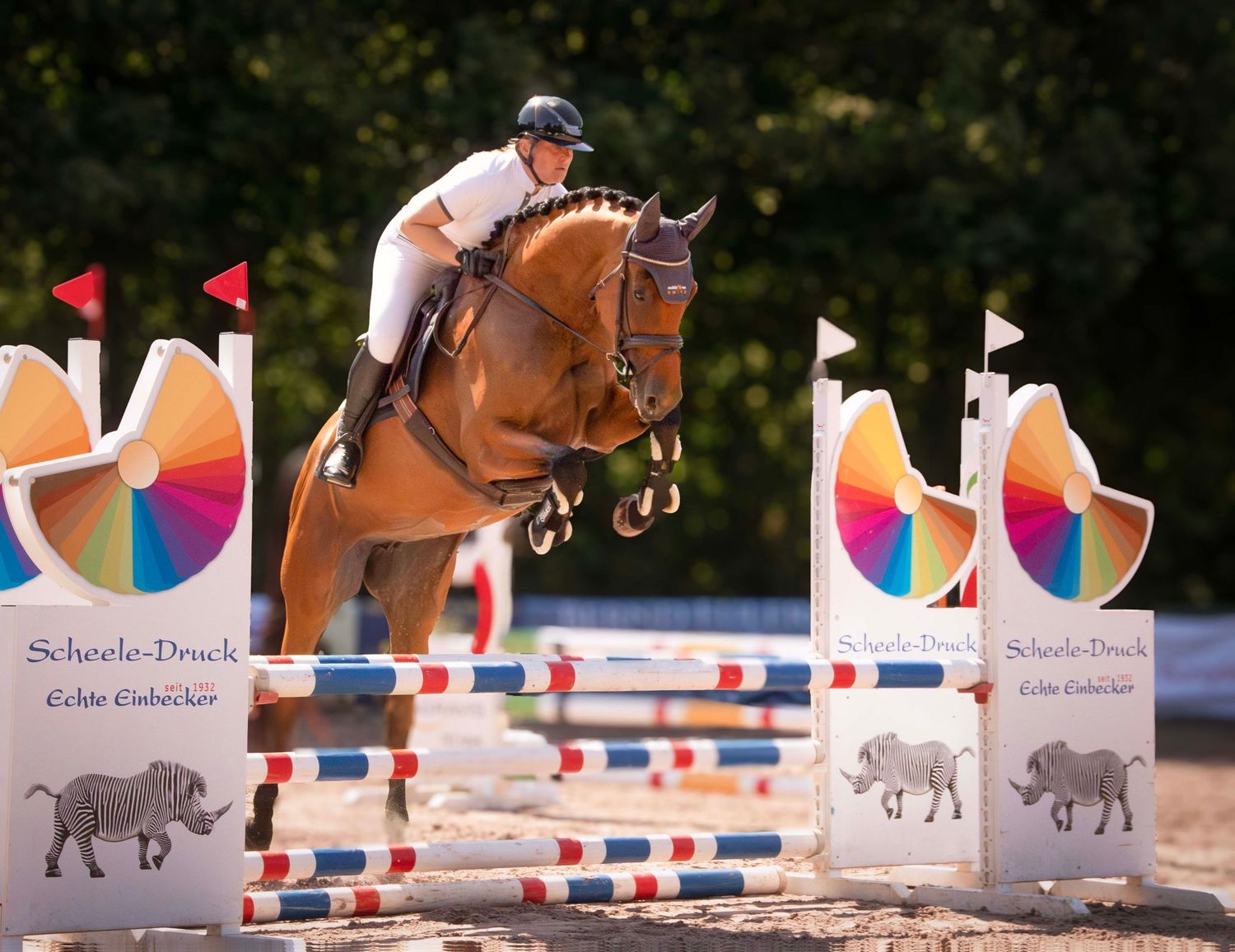 Springreiter mit Pferd beim Sprung über farbige Hindernisse auf einem Turnier im Freien
