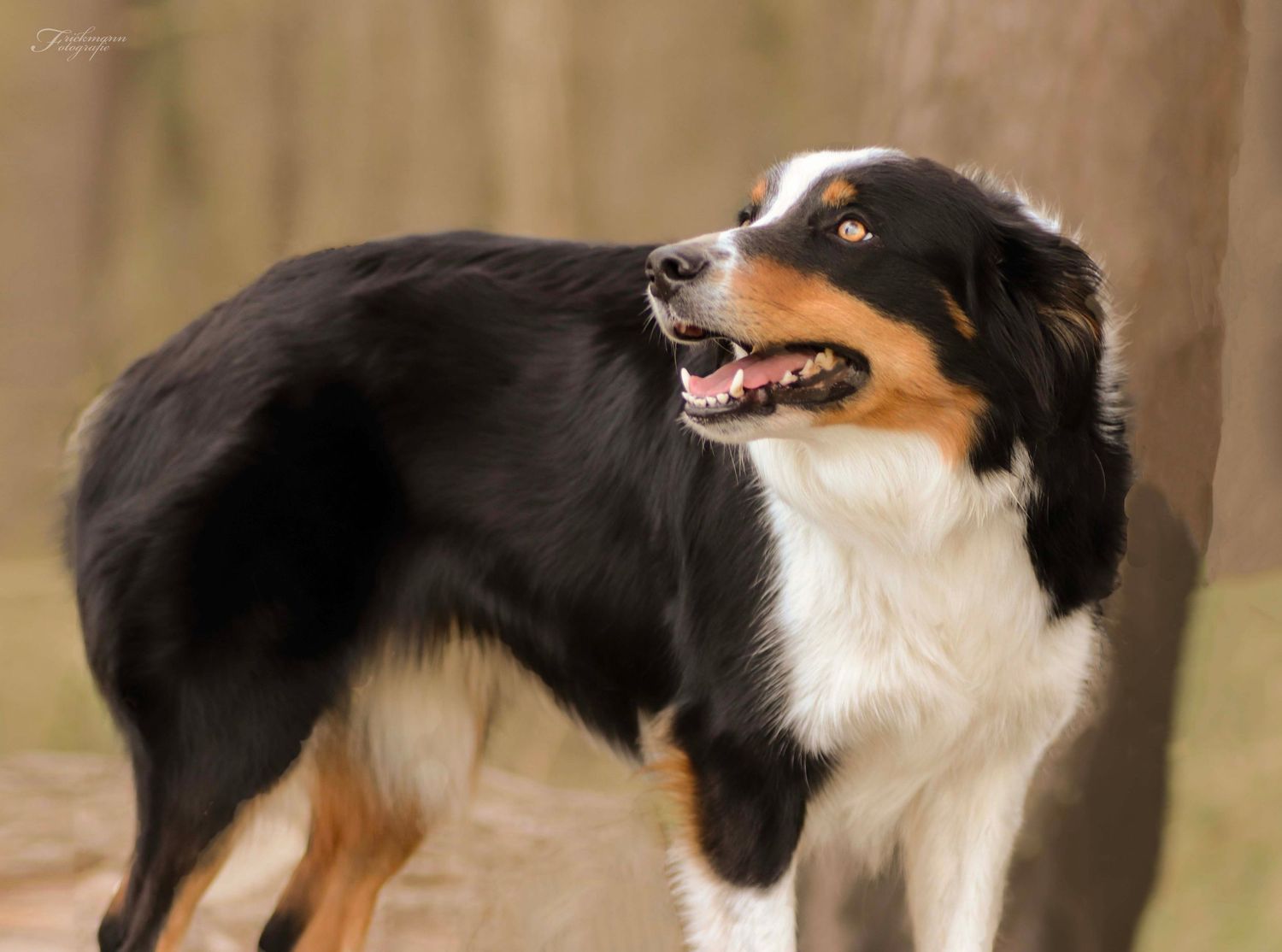 Natürliche Hundefotografie eines Hundes im Wald – aufmerksam und ausdrucksstark