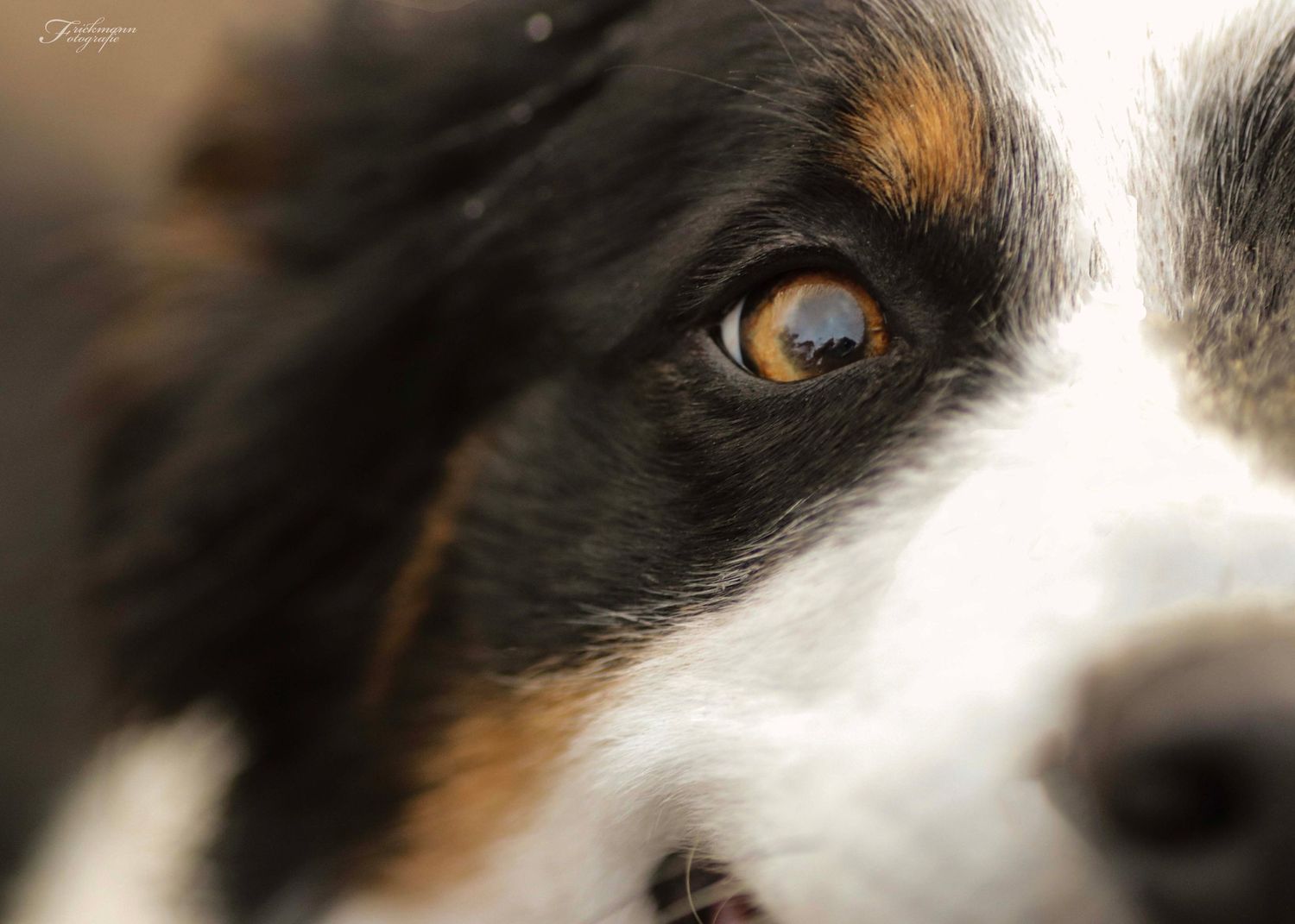 Detailaufnahme eines Hundegesichts mit Fokus auf das Auge, emotionales Tierporträt bei weichem Li