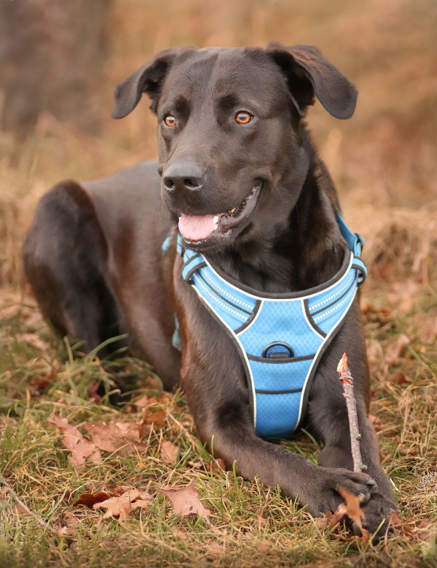 brauner Hund mit blauem Geschirr liegt auf einer Wiese und schaut aufmerksam zur Seite