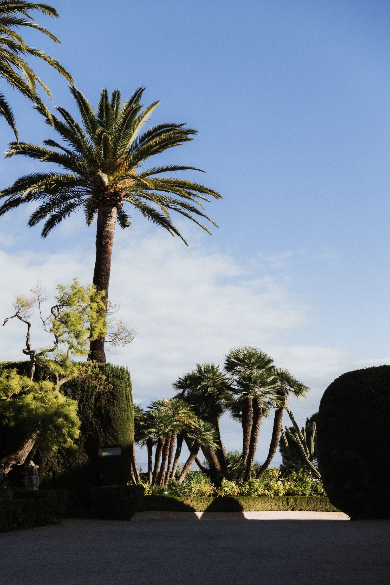 Palm trees and lush greenery silhouetted against a bright blue sky in a tropical garden setting.