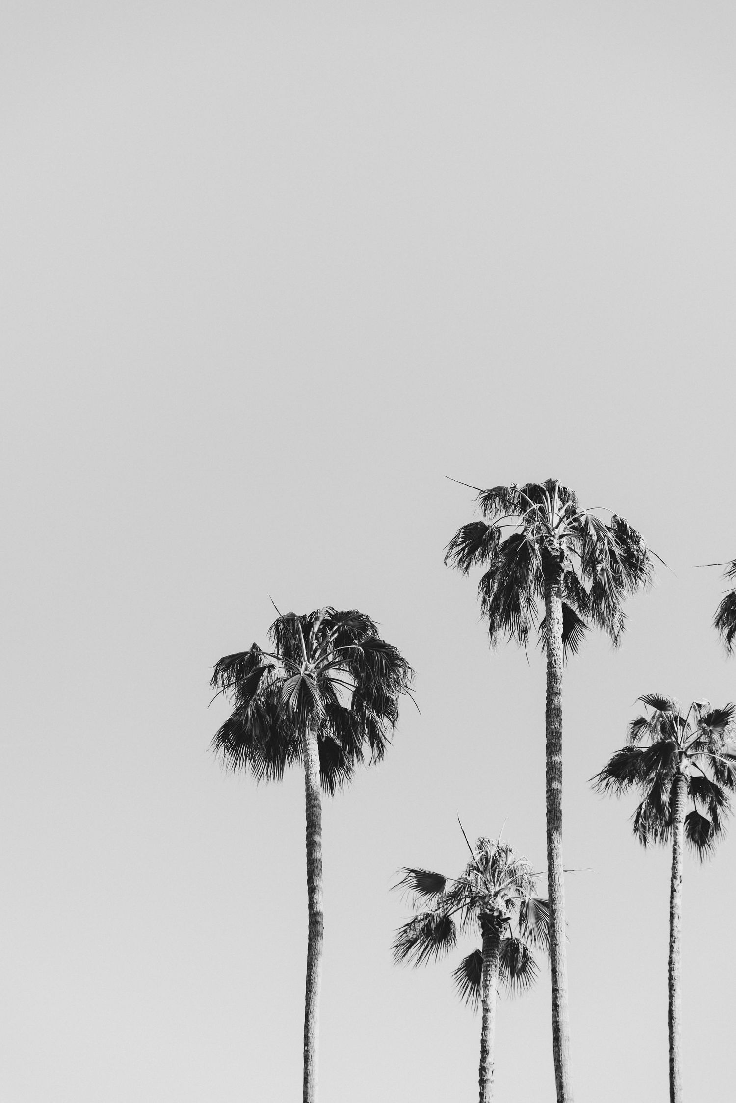 Minimalist destination wedding vibes: B&W palm trees by Raw Studio Paris, luxury destination wedding photographer for France & beyond
