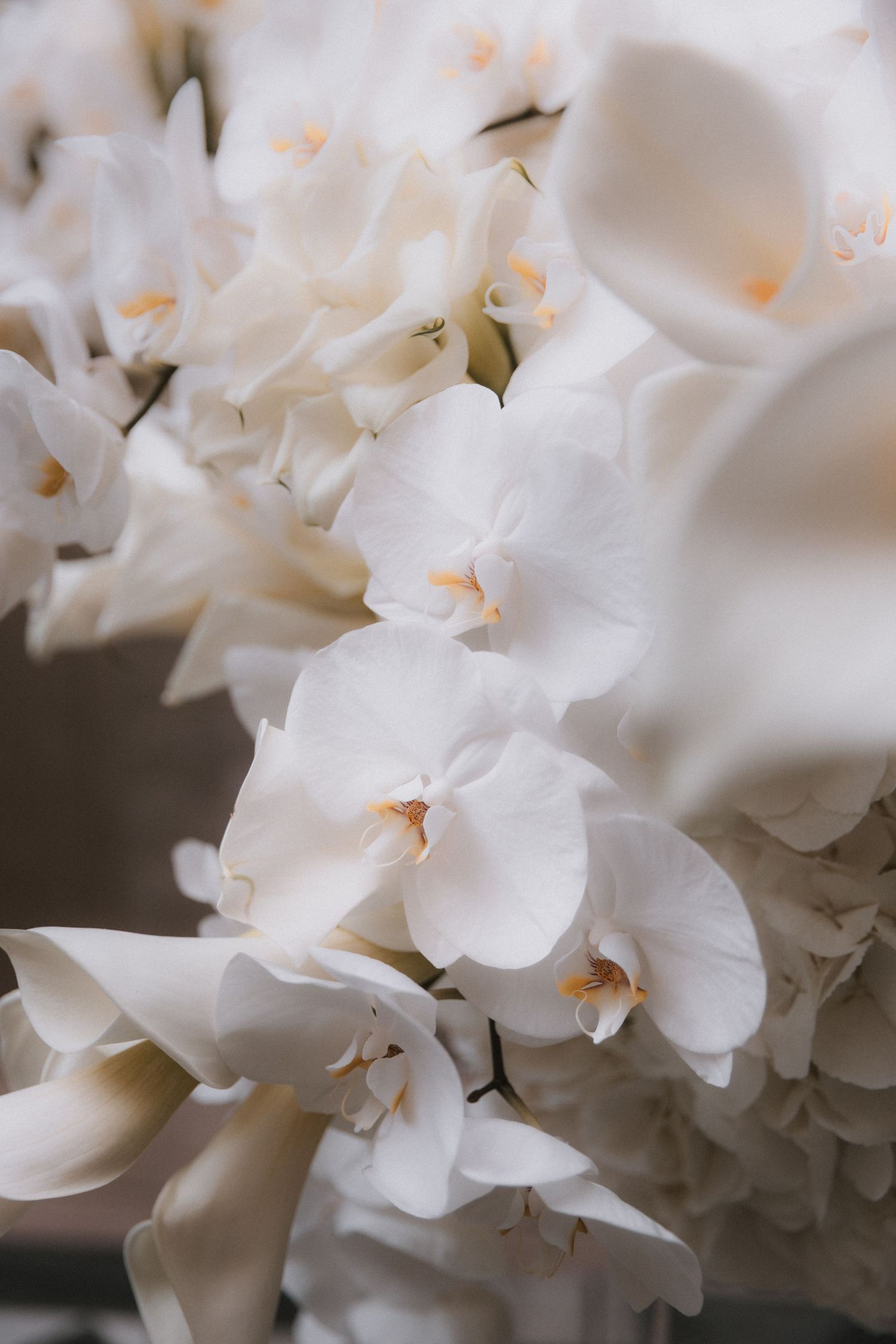 Close-up macro photography of delicate white peony petals showing soft texture and subtle details in natural light.