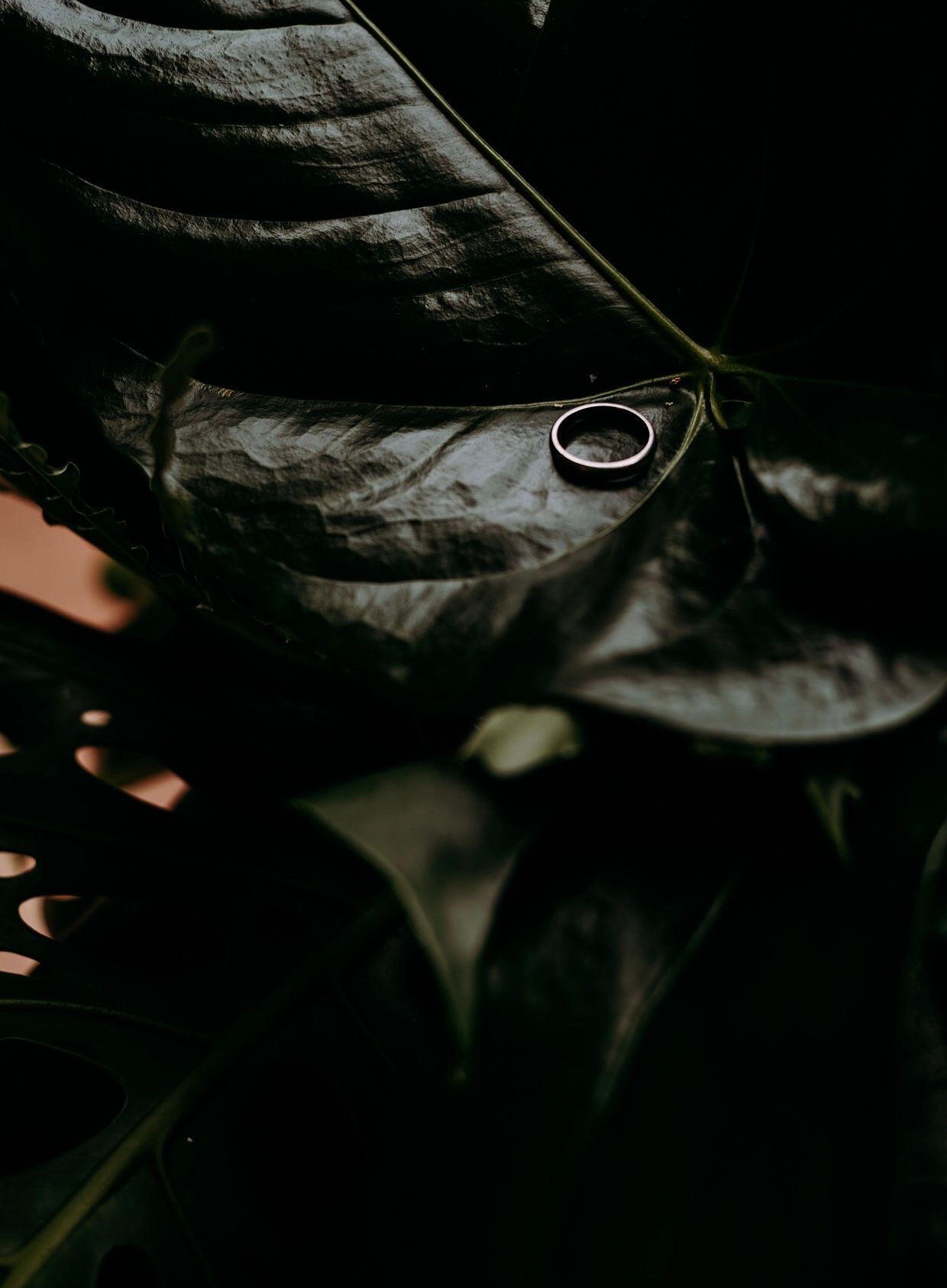 Wedding ring rests on dark green leaf in dramatic lighting.