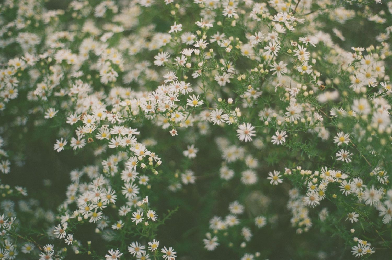 Delicate white cherry blossoms bloom against blurred green background.
