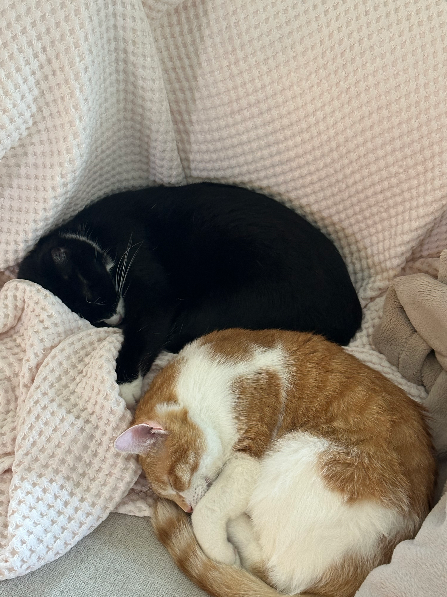 Two cats snuggling together while sleeping on white textured bedding.
