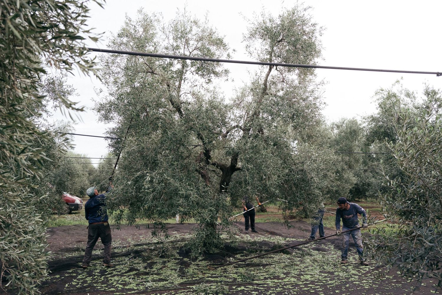 Crew working among olive trees with nets spread out for harvesting.