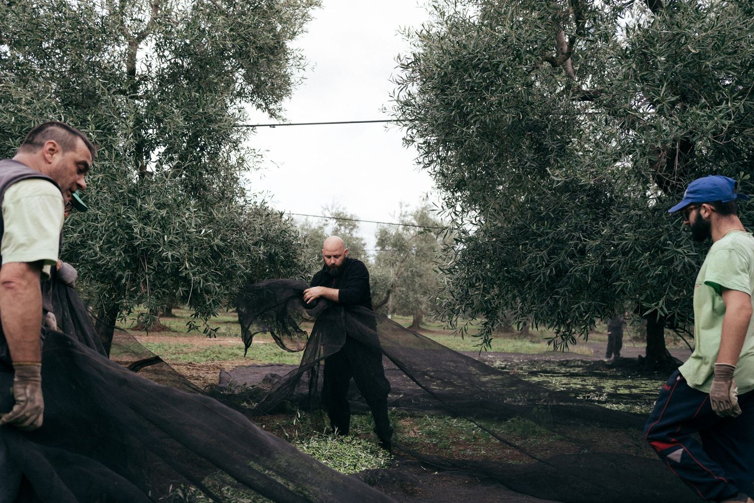 Group of workers spreading black collection nets under olive trees during harvest season.