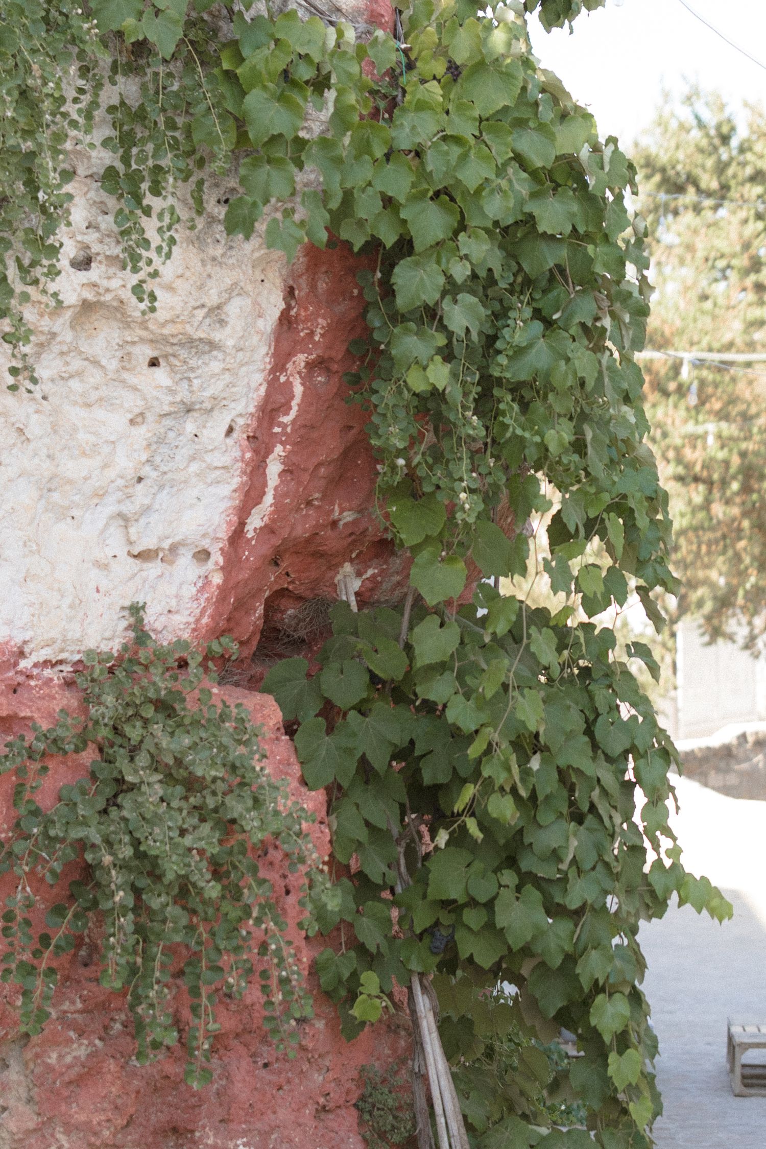 Green vines growing on a pink stucco wall creating natural garden decor.