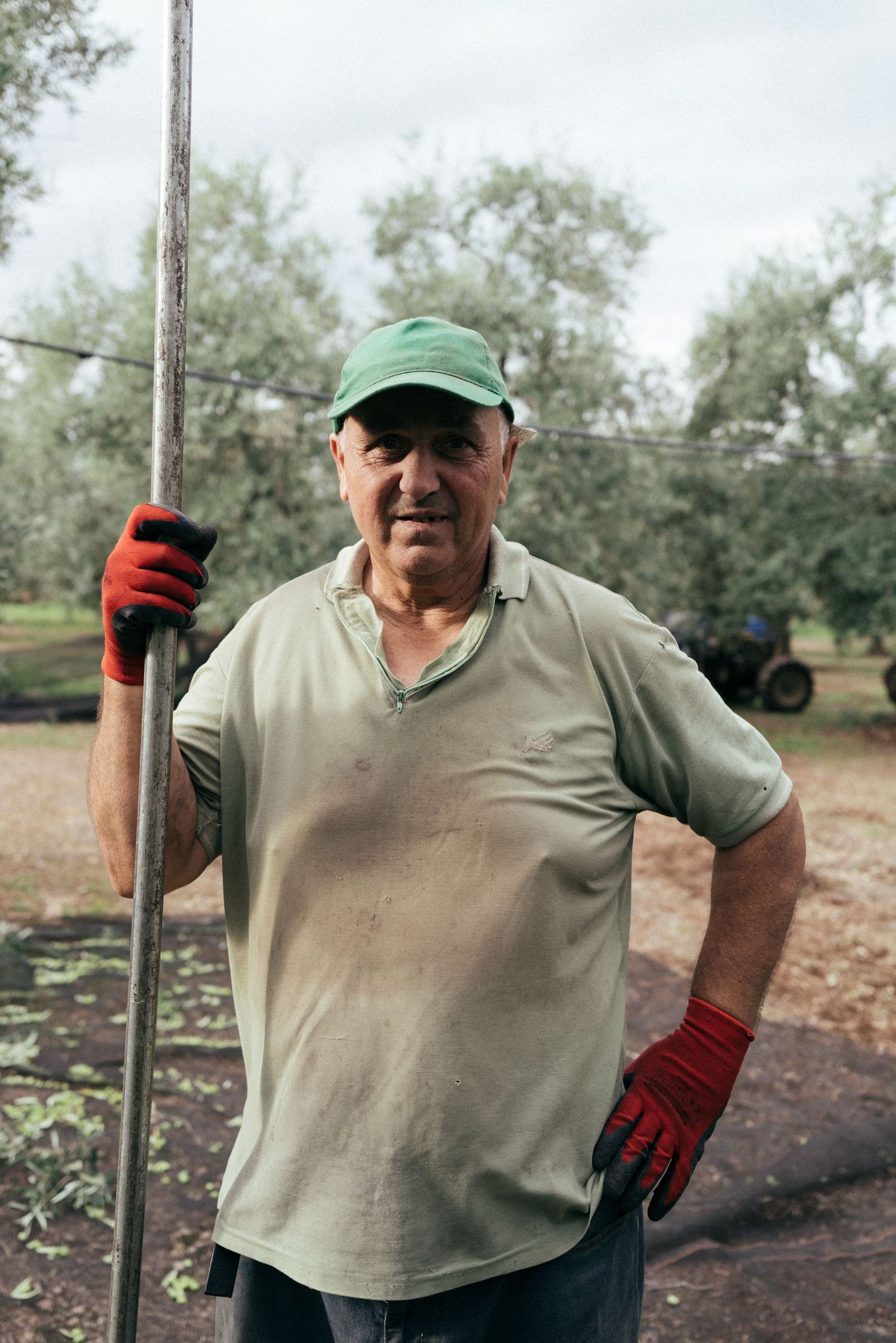 Agricultural worker wearing protective gloves and a green cap holds a long tool while working in an olive grove.
