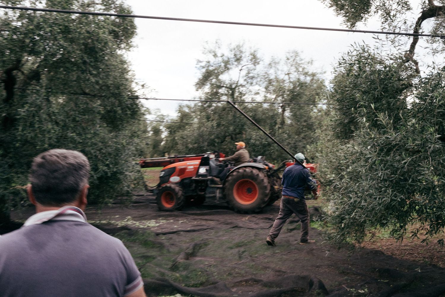 Red tractor driving through olive grove during harvest season.