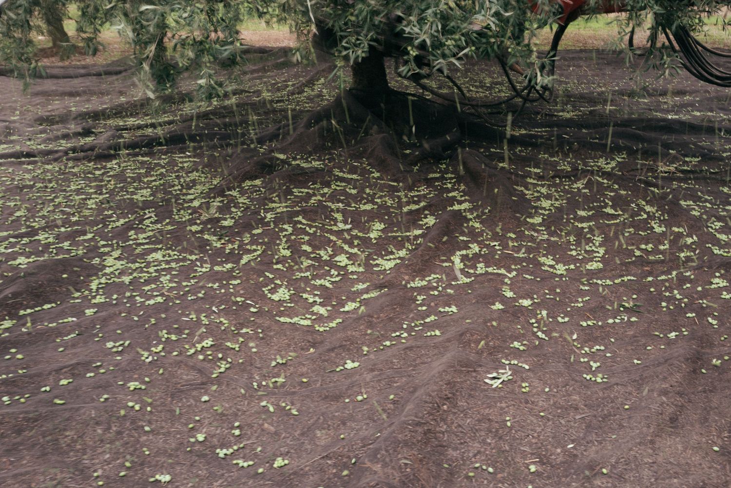 Fallen olive leaves scattered across dirt ground beneath trees in grove.