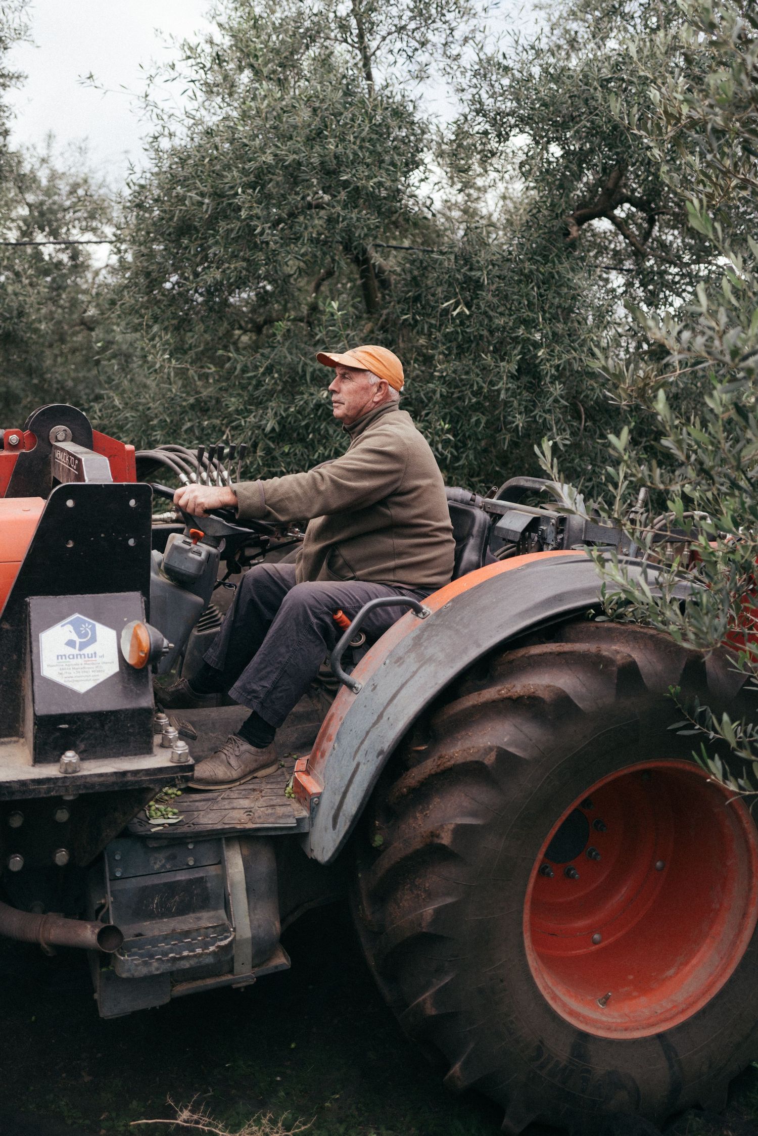 A person drives a red tractor through an olive grove during harvest season.