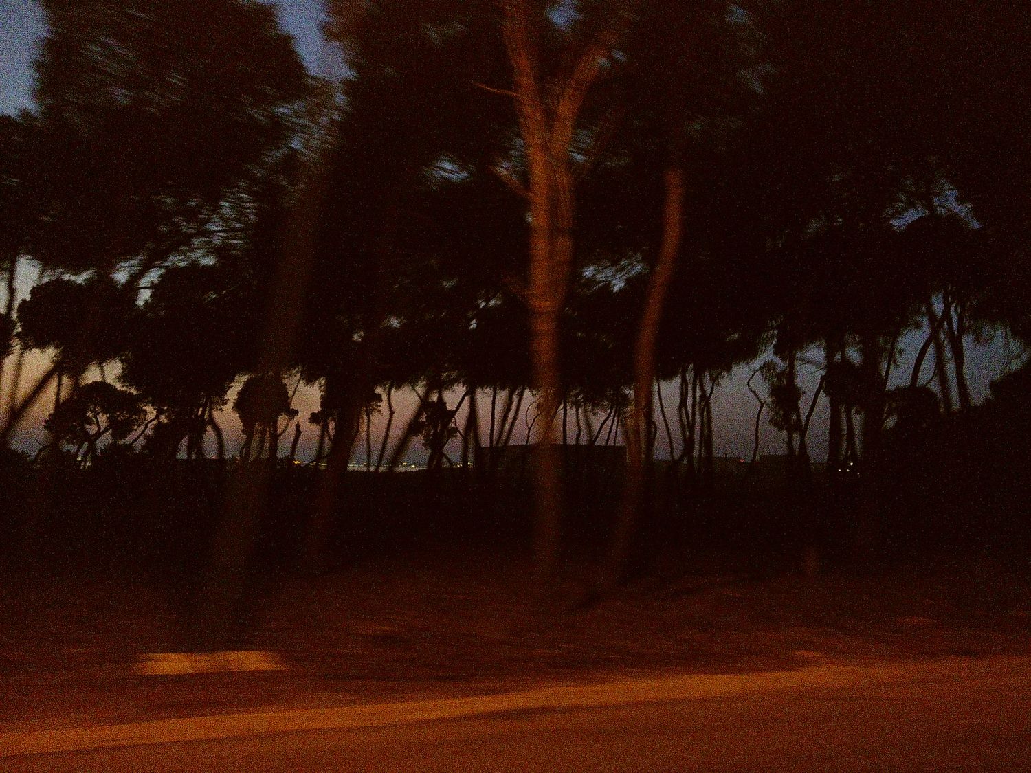 Dark trees silhouetted against an orange sunset sky.