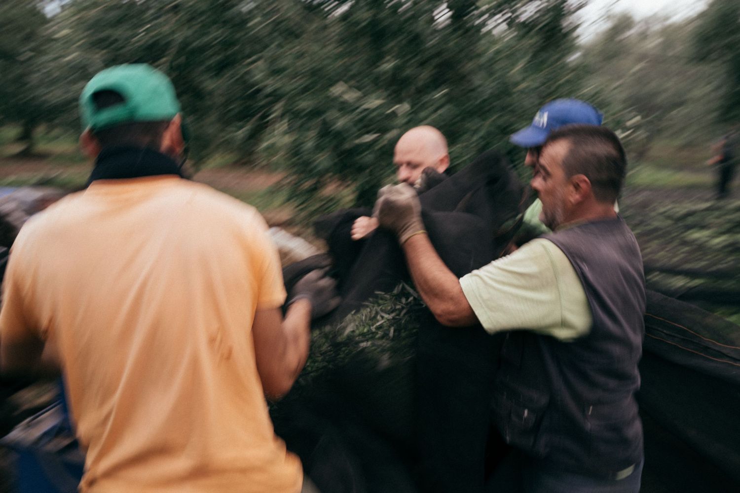 Group works together harvesting olives from trees in an orchard.