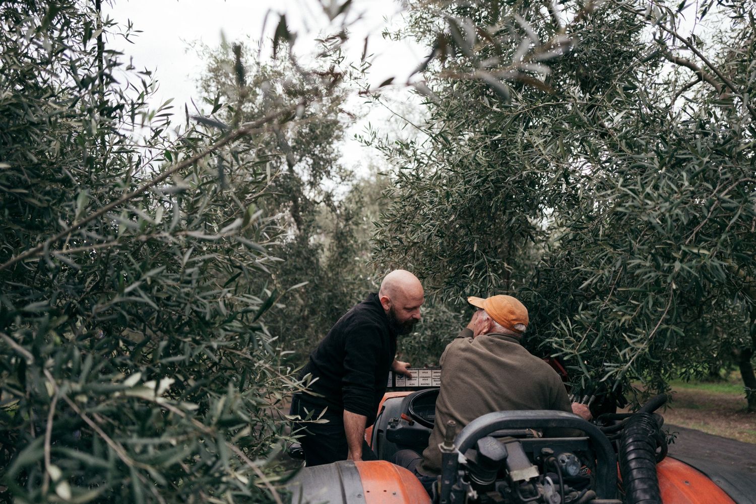 Two workers operating harvesting equipment between olive trees.