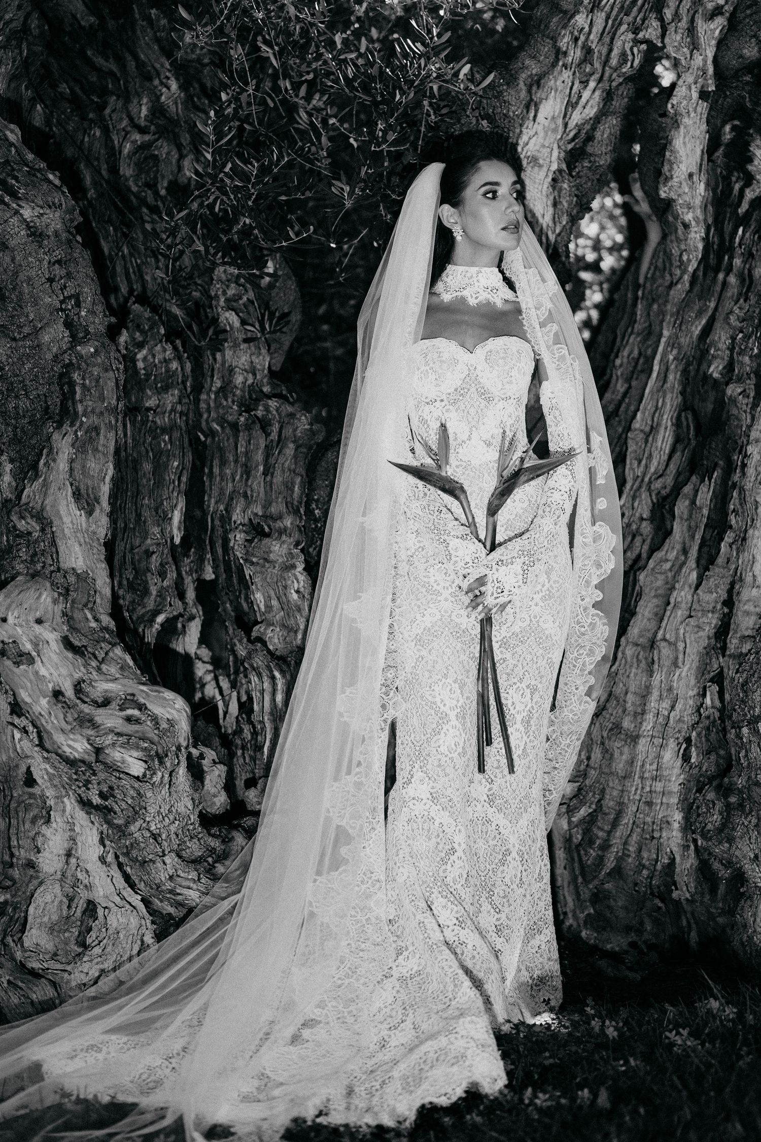 Black and white portrait of a bride in a lace gown and long veil holding a bird of paradise bouquet beside an old olive tree.