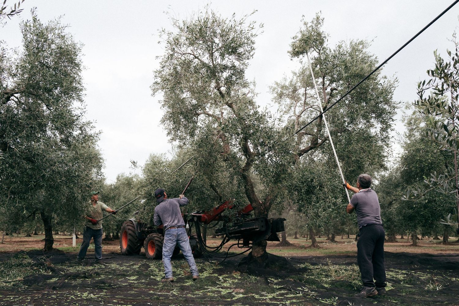 Workers using long poles to harvest olives from trees in a traditional grove.