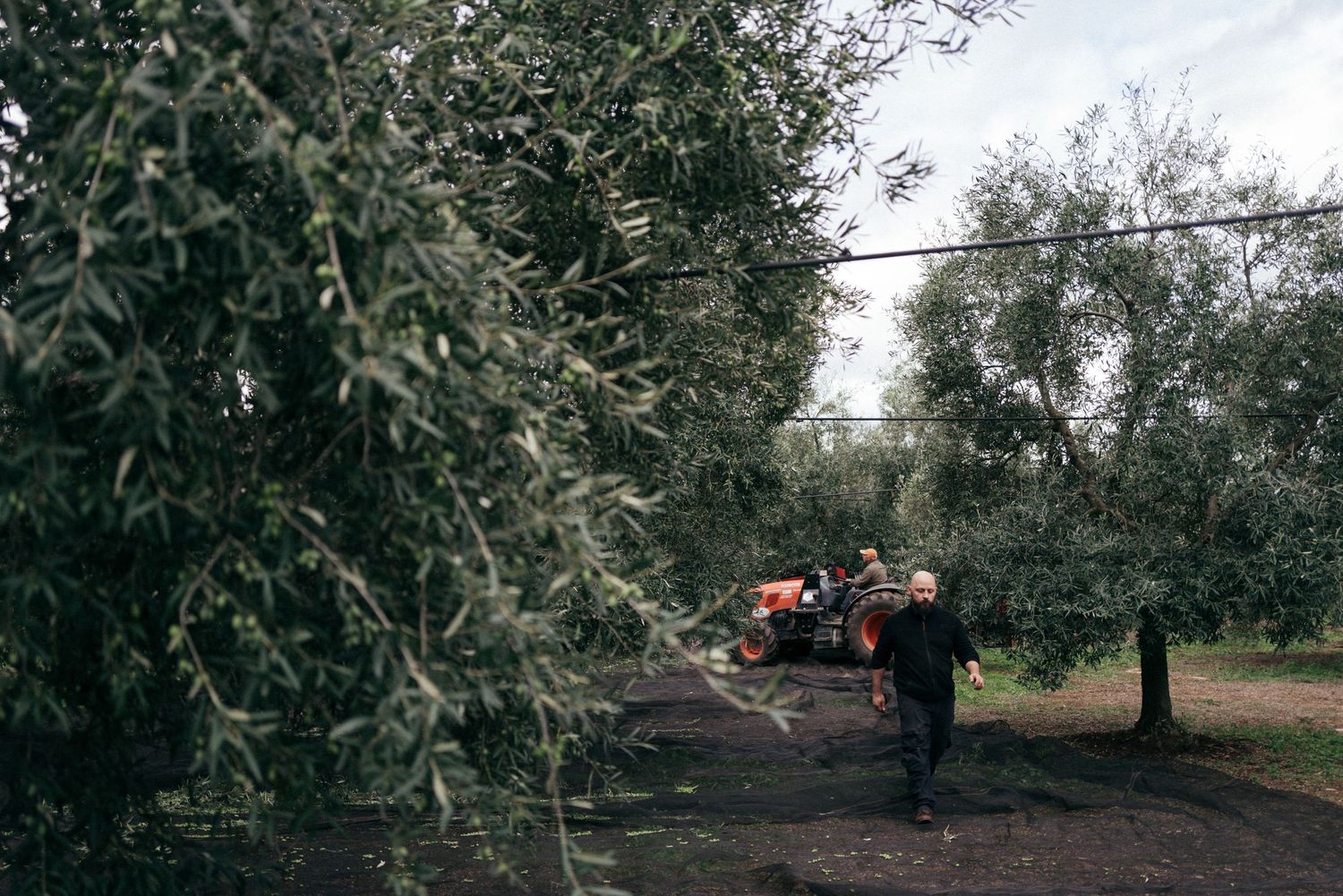Workers collecting olives from trees in a traditional grove during harvest season.
