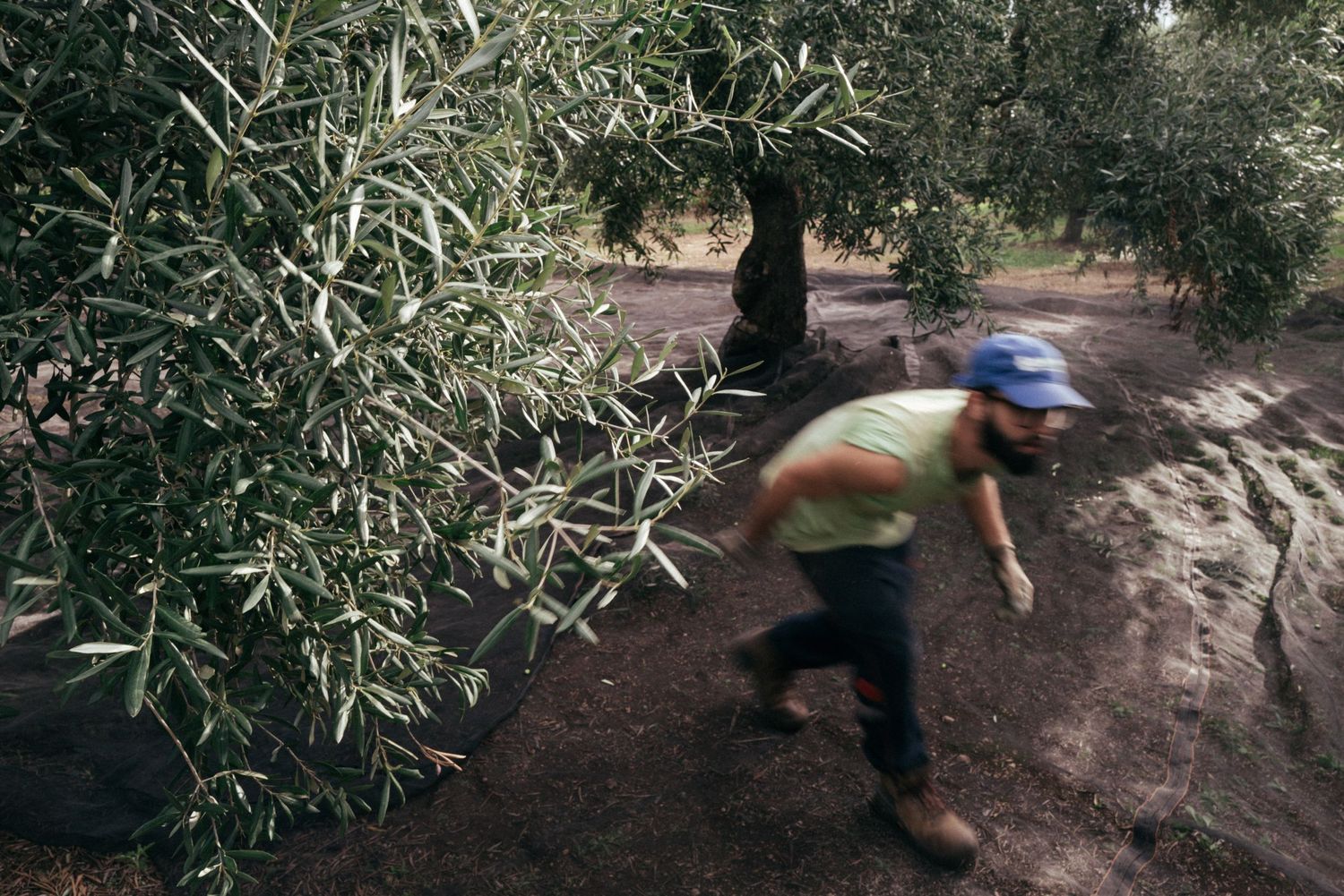 Worker moving quickly between olive trees during harvest collection.