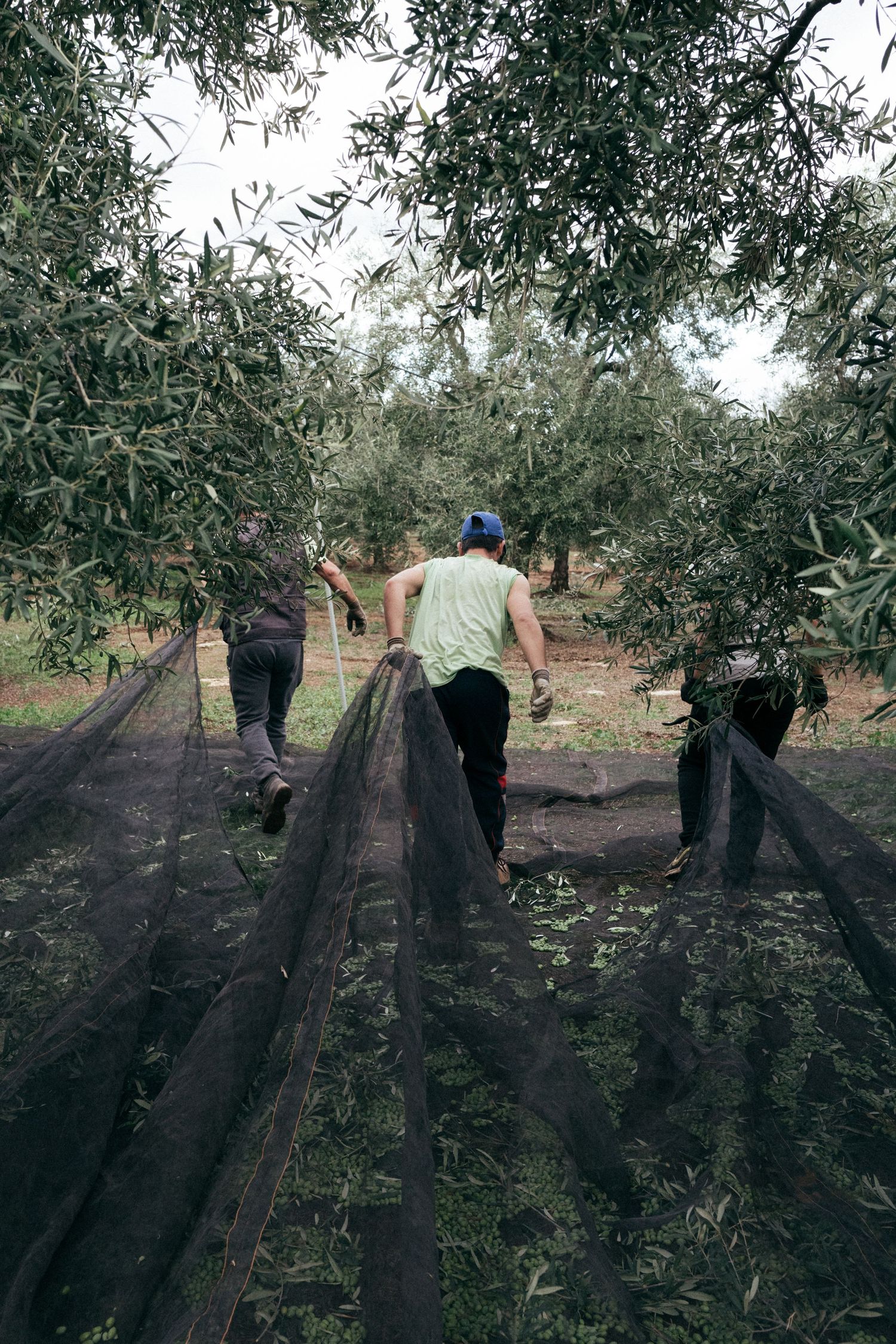 Workers spread black nets beneath olive trees to catch falling fruit during harvest time.
