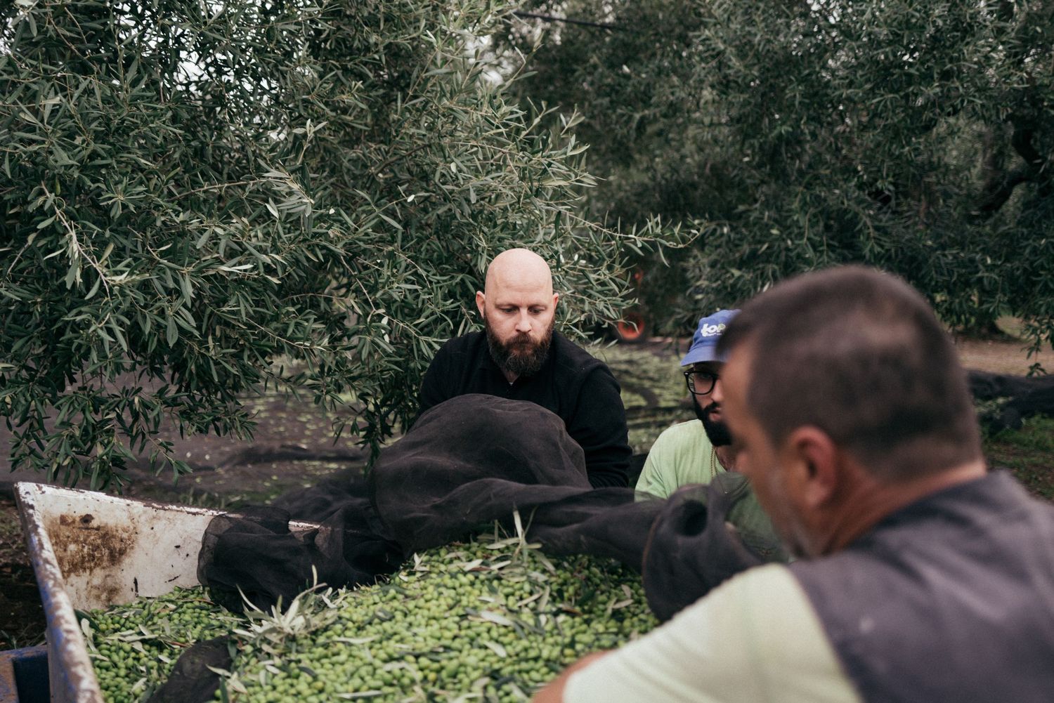 Workers gathering around black nets filled with freshly harvested olives in an orchard.