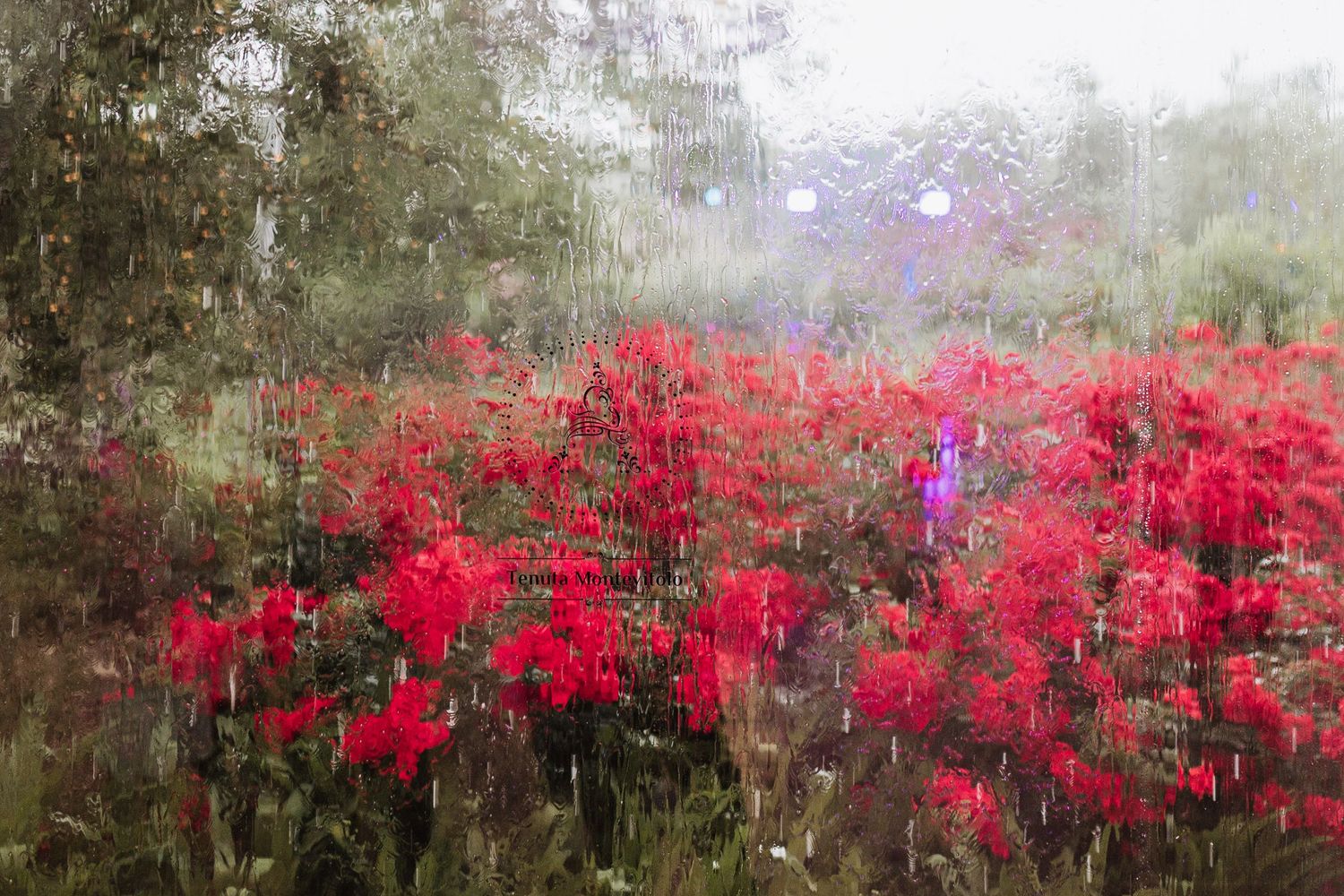 A dreamy impressionistic garden scene with vibrant red flowers in bloom against a misty background.