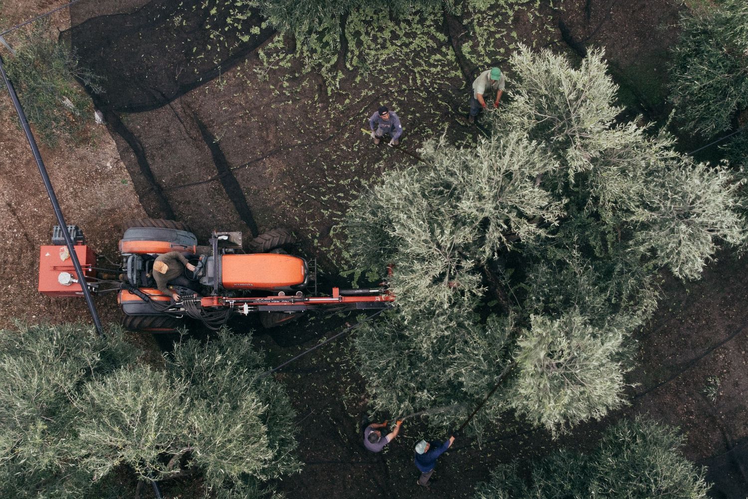 Orange tractor moving between rows of olive trees in an agricultural setting.