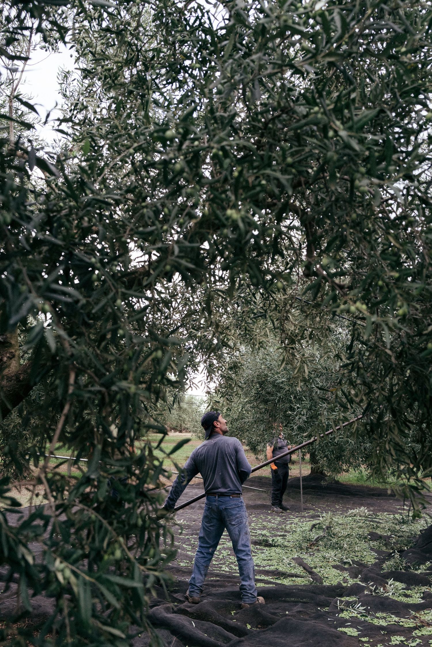 Workers harvesting olives using long poles in a traditional grove.