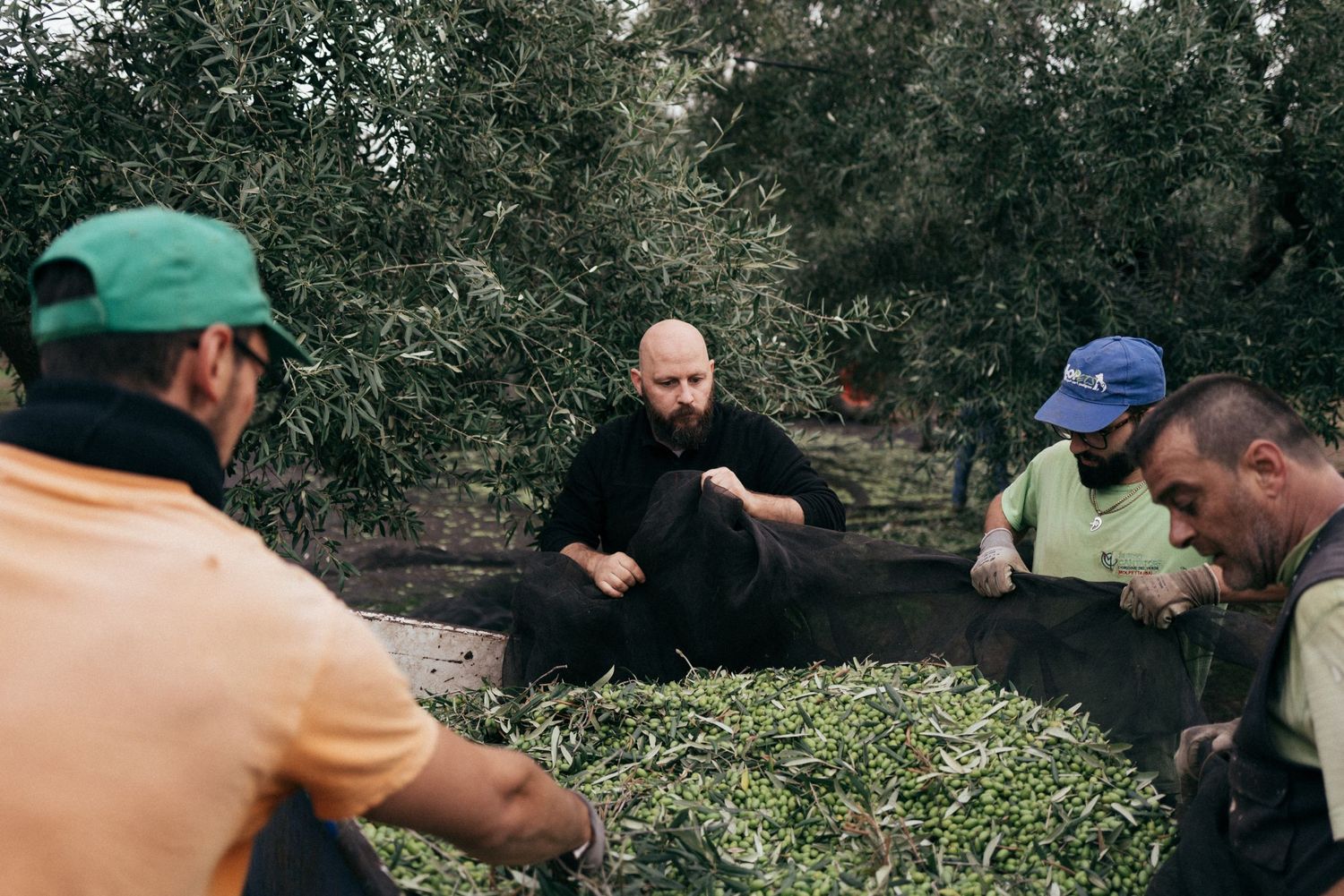 Workers gather around freshly harvested olive branches on the ground.