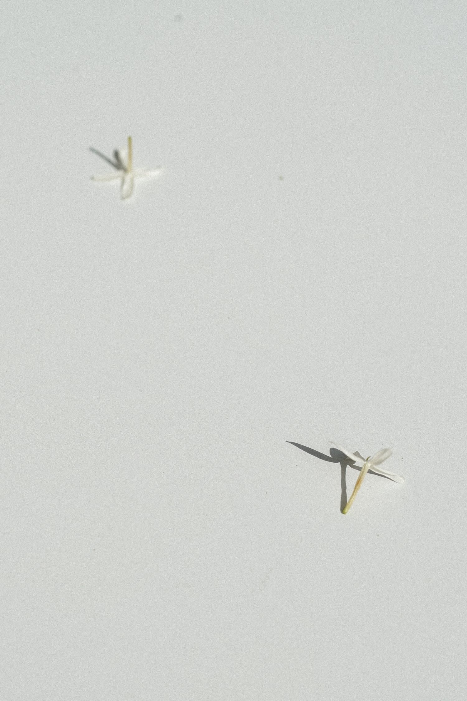 White paper airplanes flying in formation against a light gray background create a minimalist artistic composition.