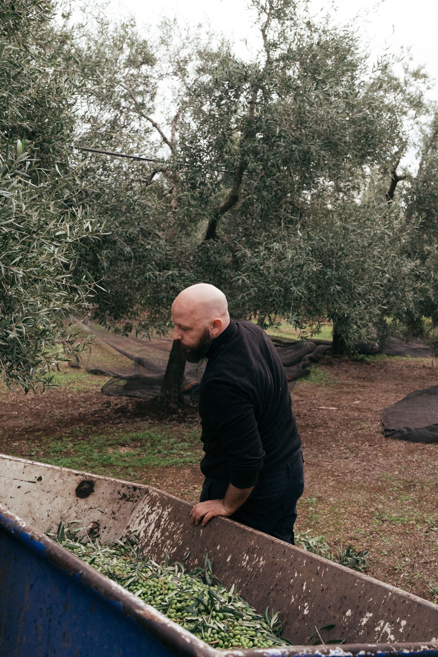 Worker sorting freshly harvested olives in a collection bin among olive trees in an orchard.