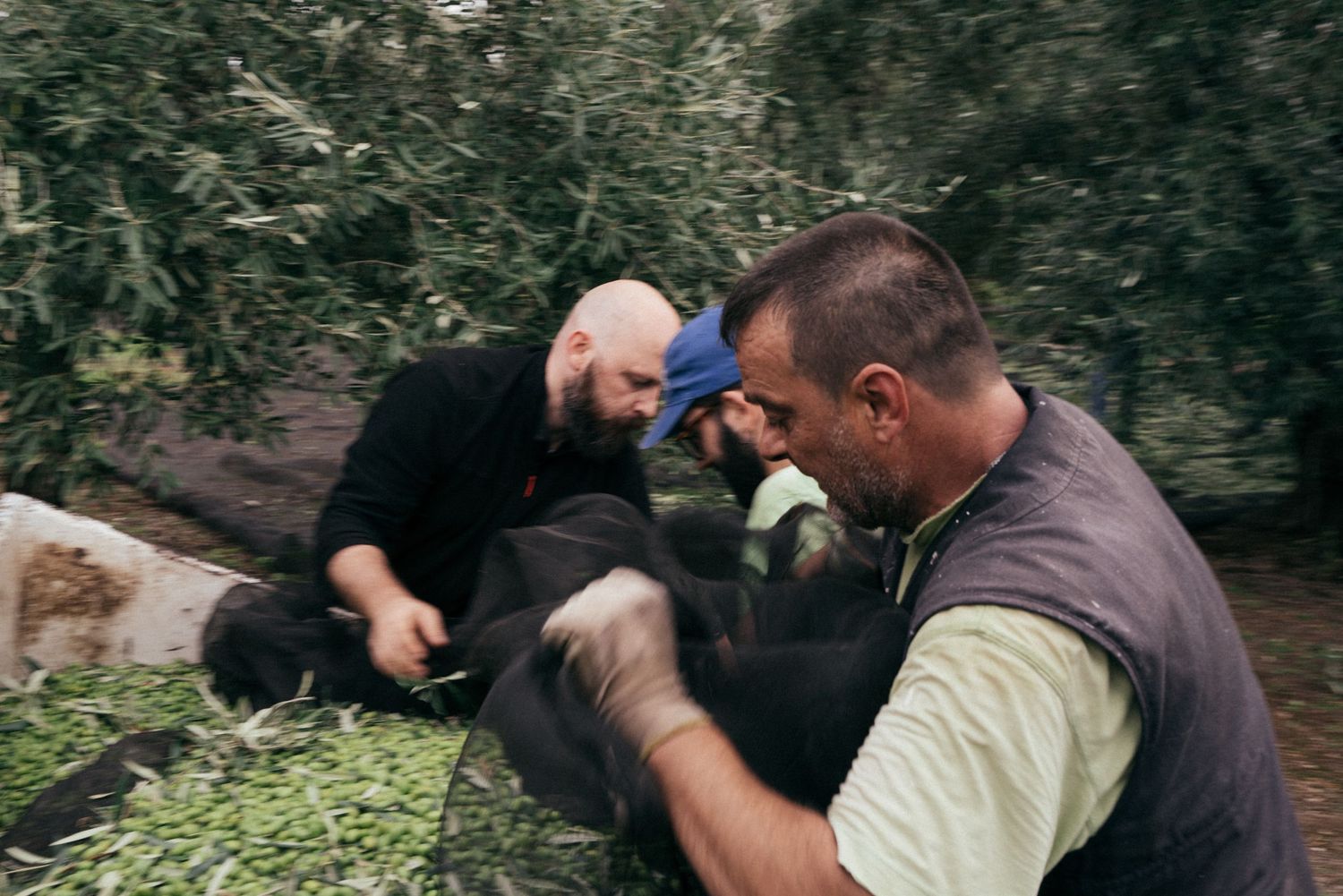 Workers sorting freshly harvested olives among olive tree branches in traditional grove setting.